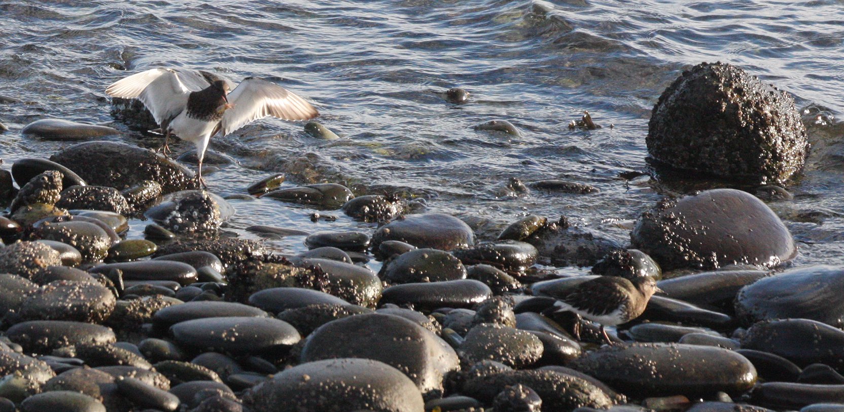 BIRD - TURNSTONE - BLACK TURNSTONE - PA HARBOR (48).JPG