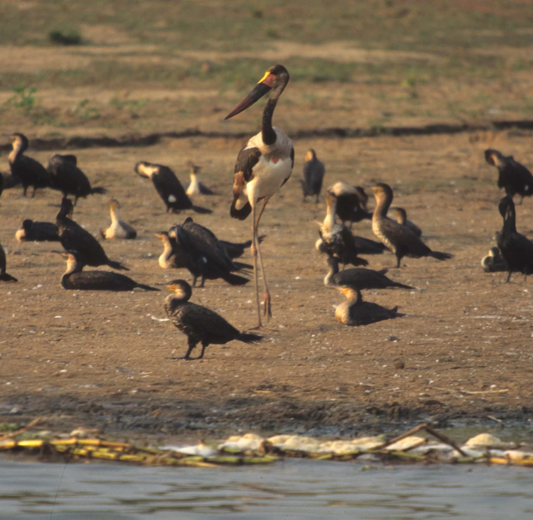 BIRDS - STORK - SHOEBILL - UGANDA.jpg