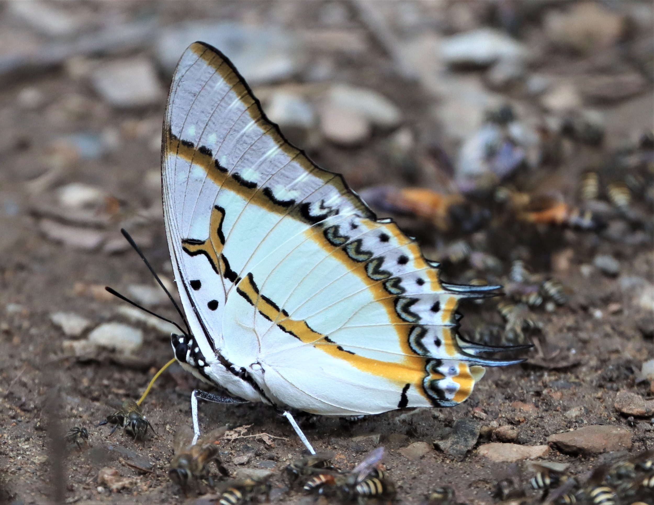 Great Nawab butterfly (Polyura eudamippus)