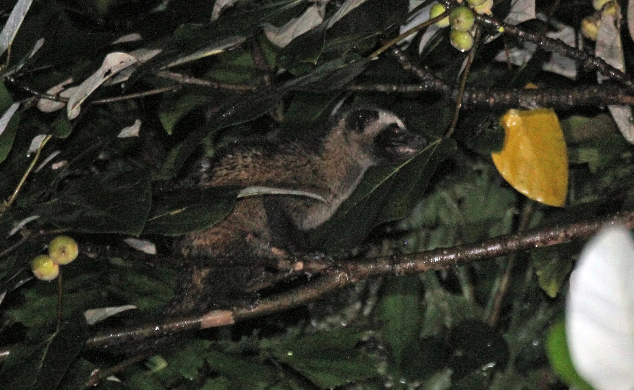 Paradoxus hermaphroditus javanica - JAVAN (COMMON) PALM CIVET - HALIMUN NATIONAL PARK - JAVA BARAT INDONESIA (7).JPG