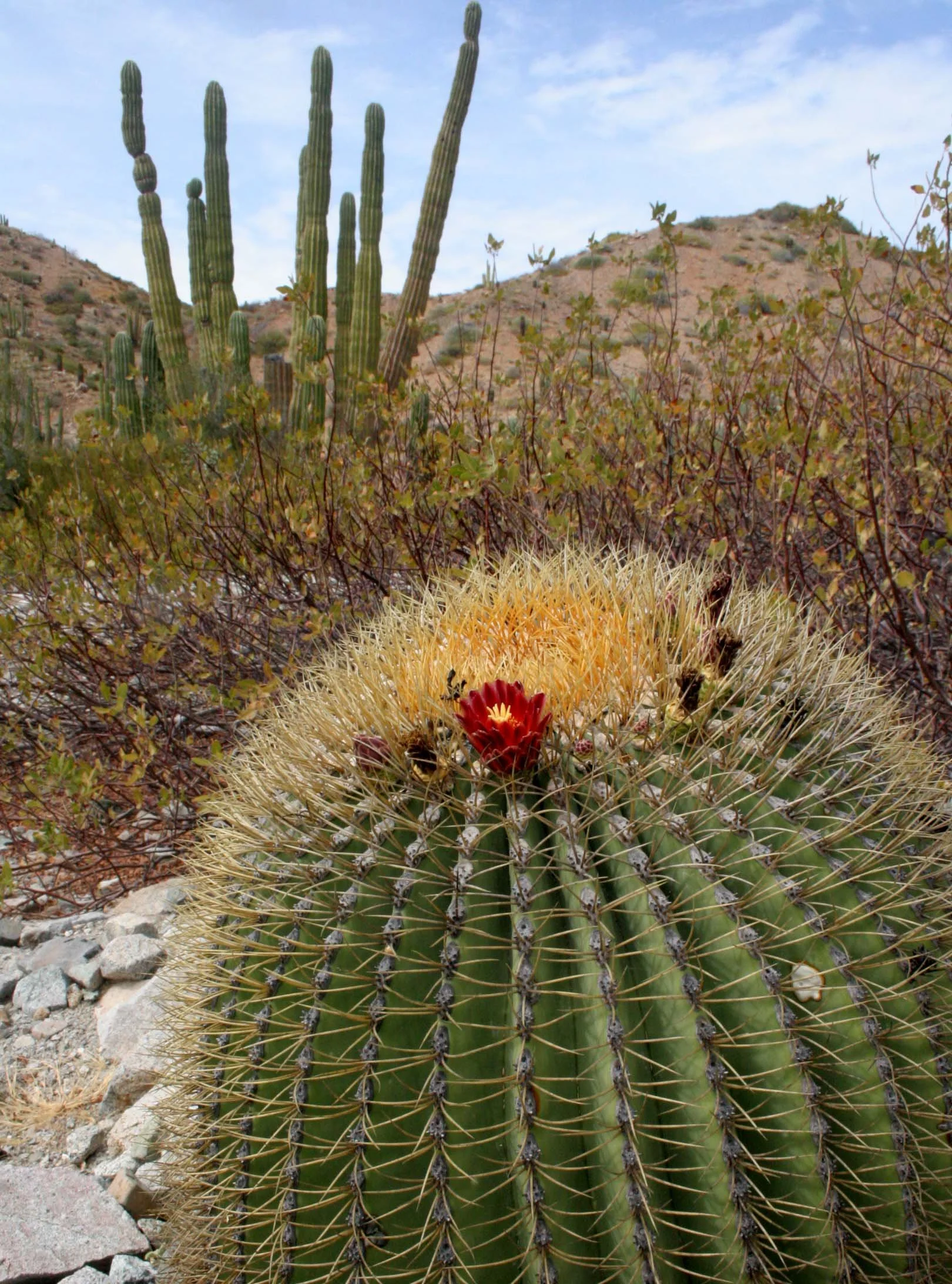 CACTACEAE - FEROCACTUS DIGUETII - CATALINA ISLAND BARREL CACTUS - ISLA CATALINA BAJA MEXICO (15).JPG