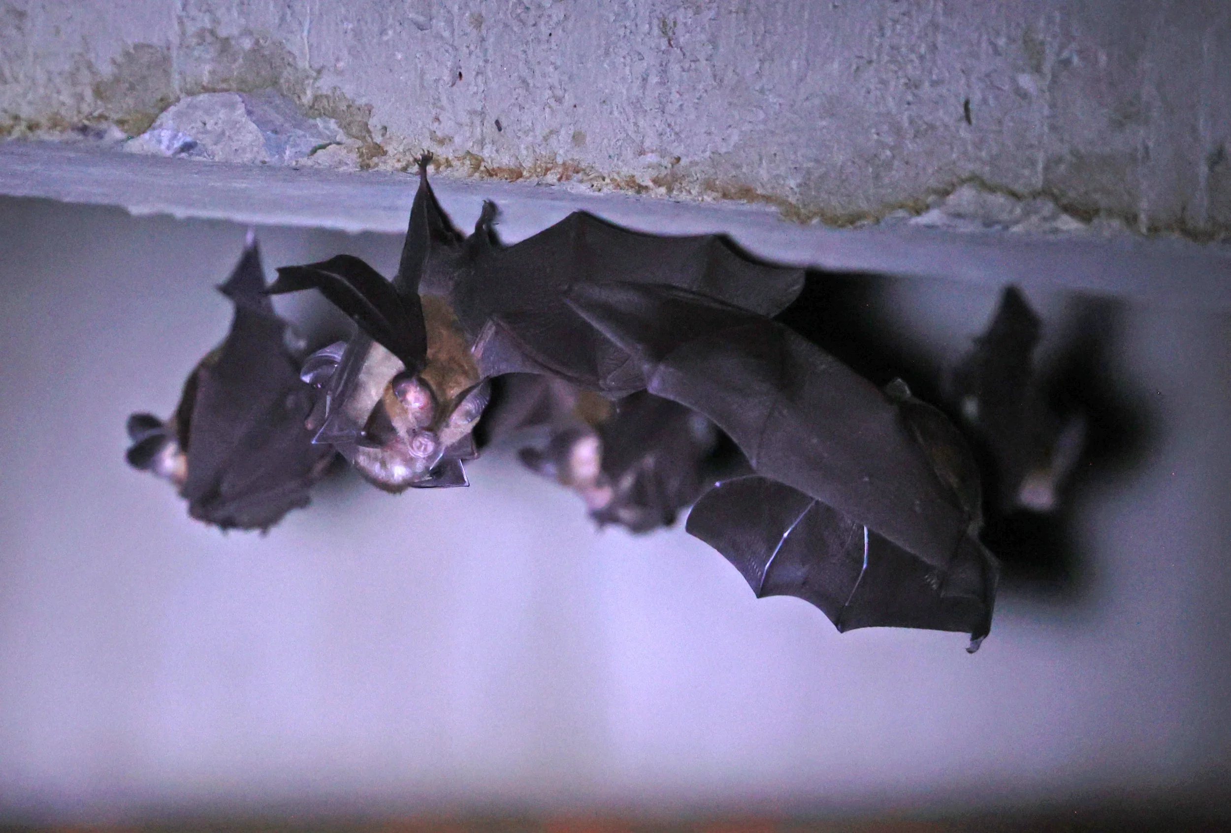 Hipposideros gentilis 
