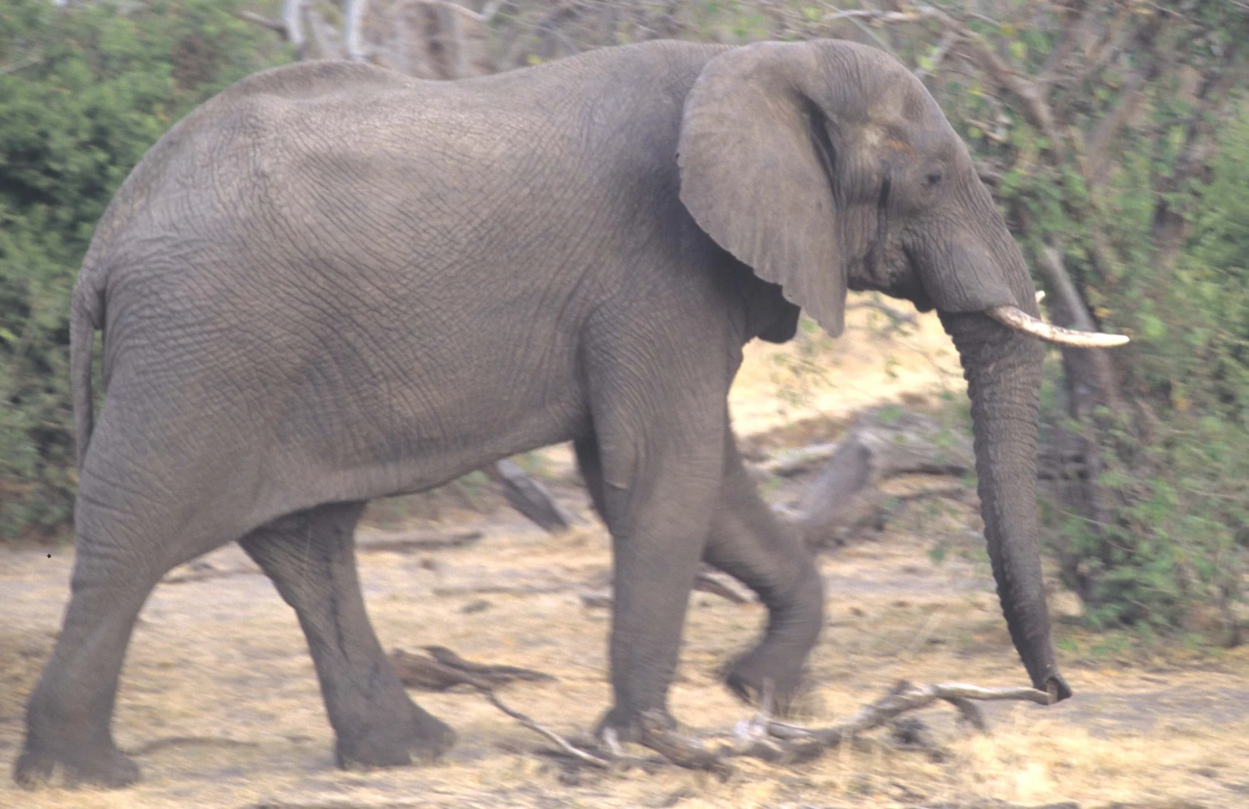ELEPHANT - SHABA A.jpg