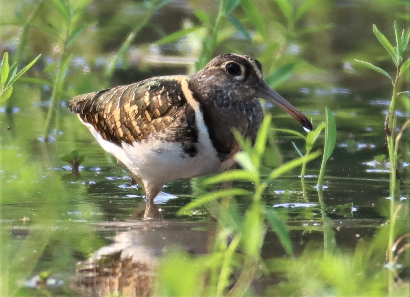 SNIPE - GREATER PAINTED SNIPE - Rostratula benghalensis - PATHUM THANI RICE RESE (49).JPG