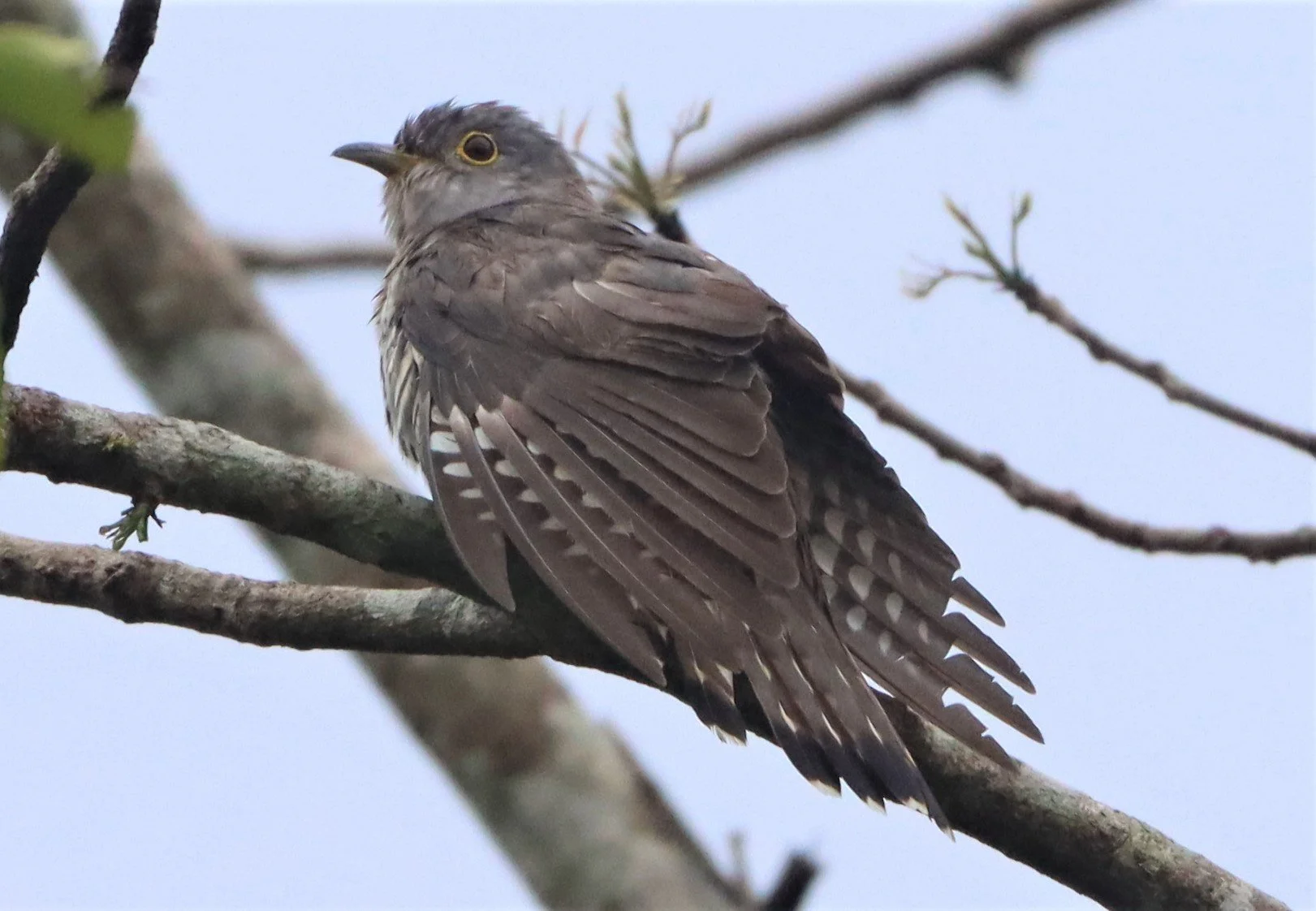 Indian Cuckoo (Cuculus micropterus) Kaeng Krachan NP Thailand (2).jpg