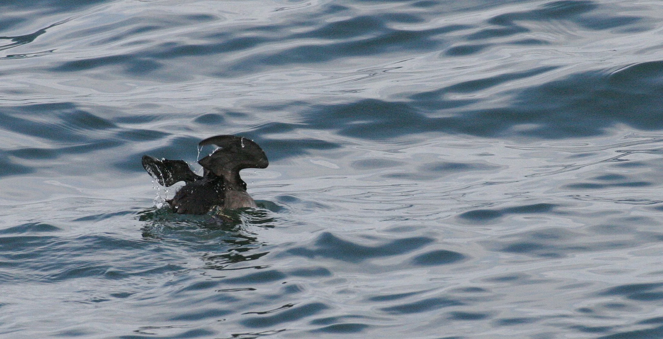 Cerorhinca monocerata - RHINOCEROS AUKLET - SAN JUAN ISLANDS (12).JPG