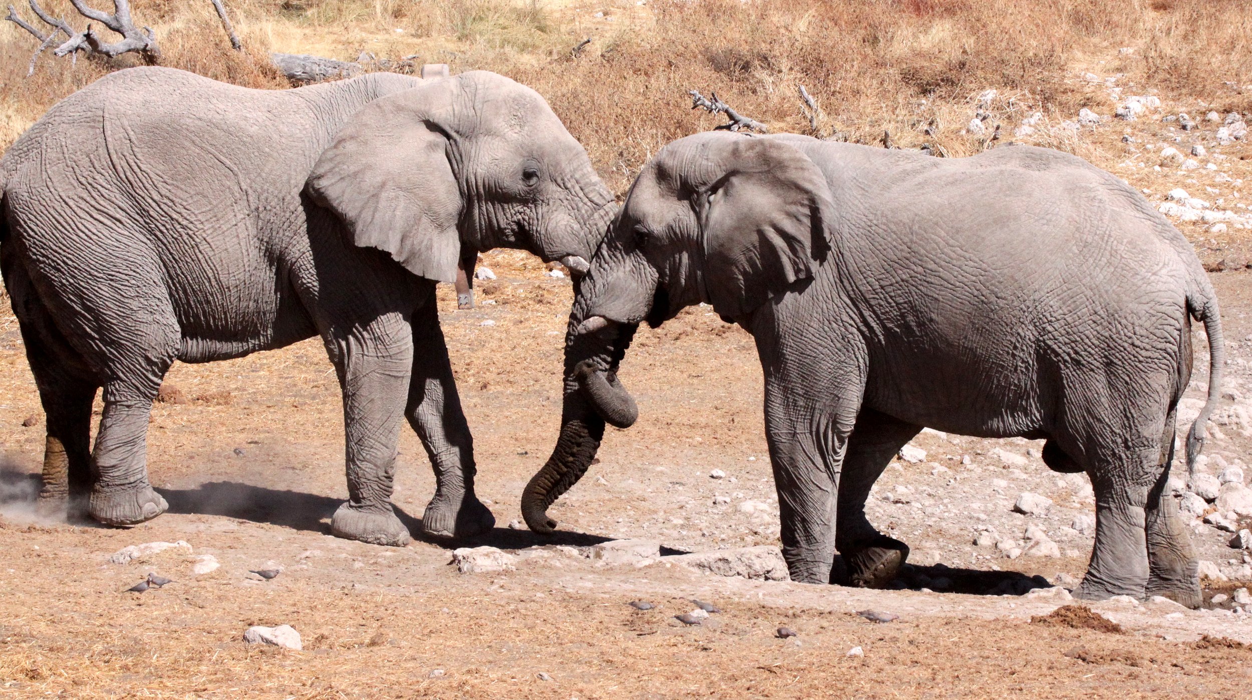 ELEPHANT - AFRICAN ELEPHANT - ETOSHA NATIONAL PARK NAMIBIA (105).JPG