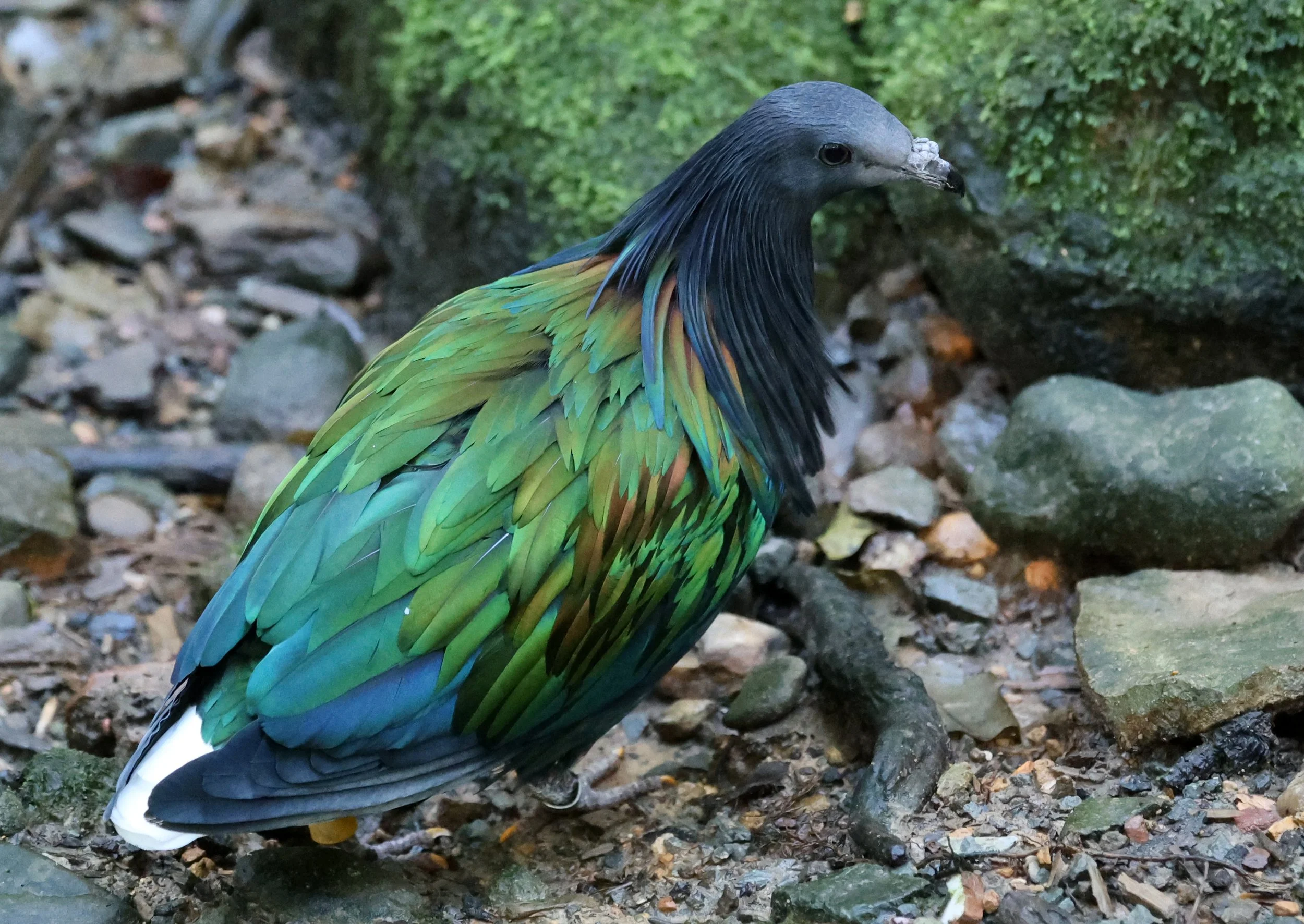 Nicobar Pigeon (Caloenas nicobarica) Lone Pine Wildlife Sanctuary Brisbane - Queensland (7).jpg