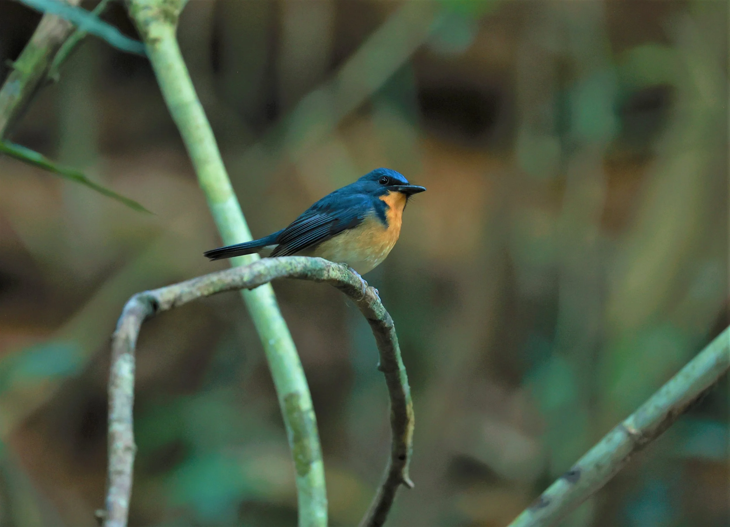 FLYCATCHER - LARGE BLUE FLYCATCHER - Cyornis magnirostris - Si Phang Nga National Park, Thailand Feb 18-19, 2023 (50).jpg