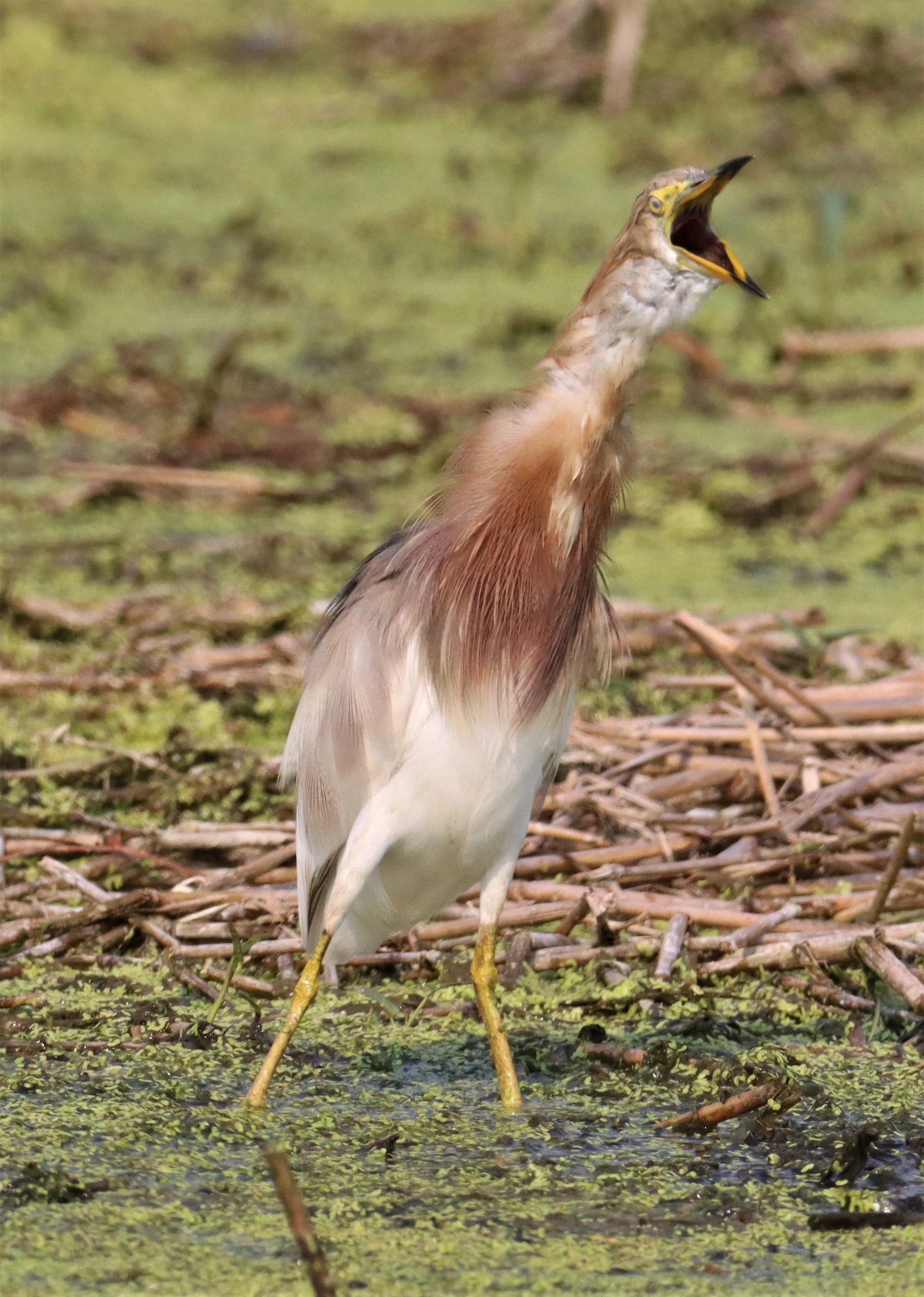HERON - JAVAN POND HERON - Ardeola speciosa - LAT KRABANG WETLANDS NEAR BKK (28).jpg