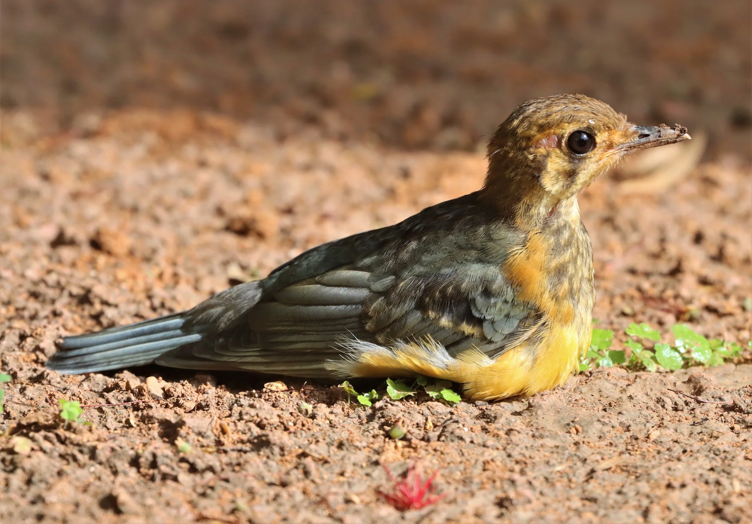 Orange-headed Thrush (Zoothera citrina) Doi Ang Kang Chiang Mai (19).jpg