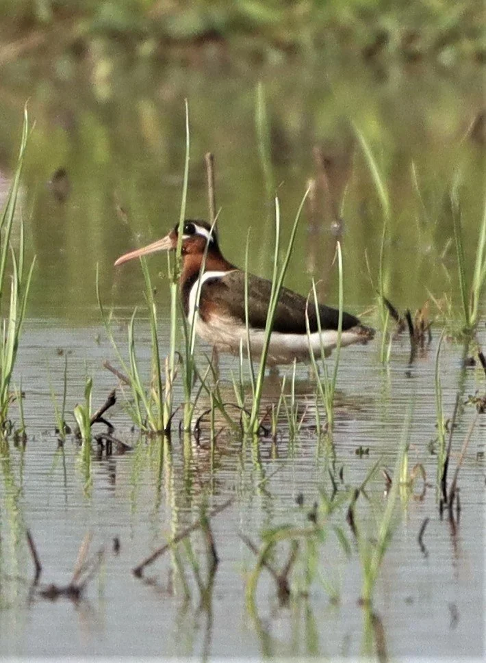 SNIPE - GREATER PAINTED SNIPE - Rostratula benghalensis - PATHUM THANI RICE RESE (89).JPG