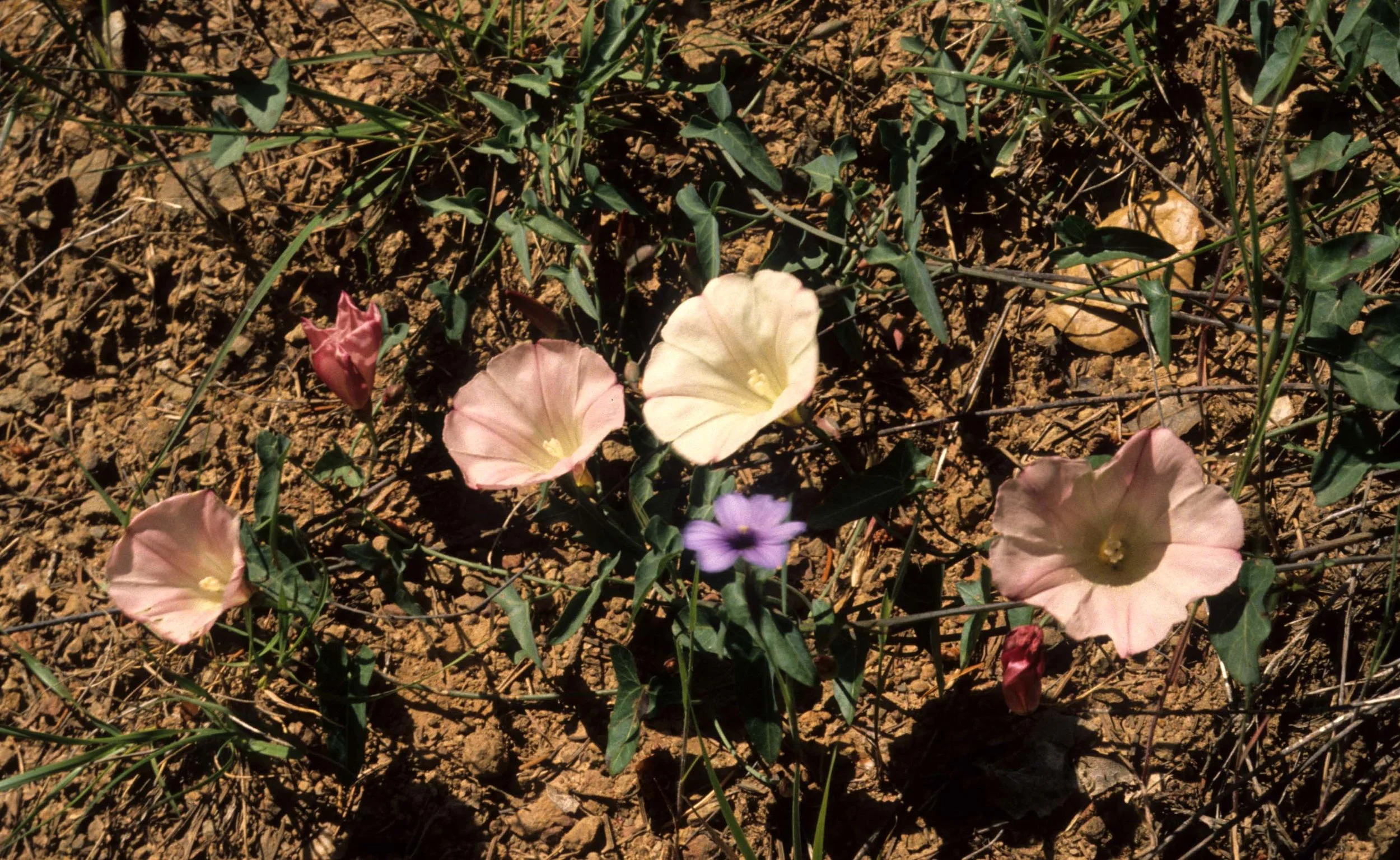 CALIFORNIA - REDWOODS NP - MORNING GLORY SPECIES.jpg