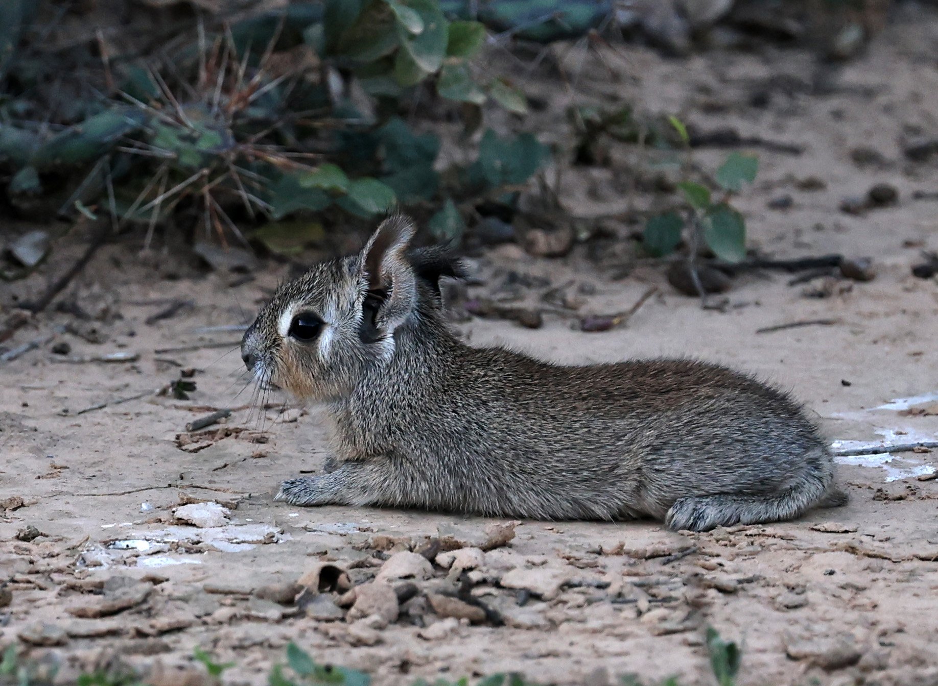 Chacoan Mara (Dolichotis salinicola) Fortin Toledo Paraguay (9).jpg