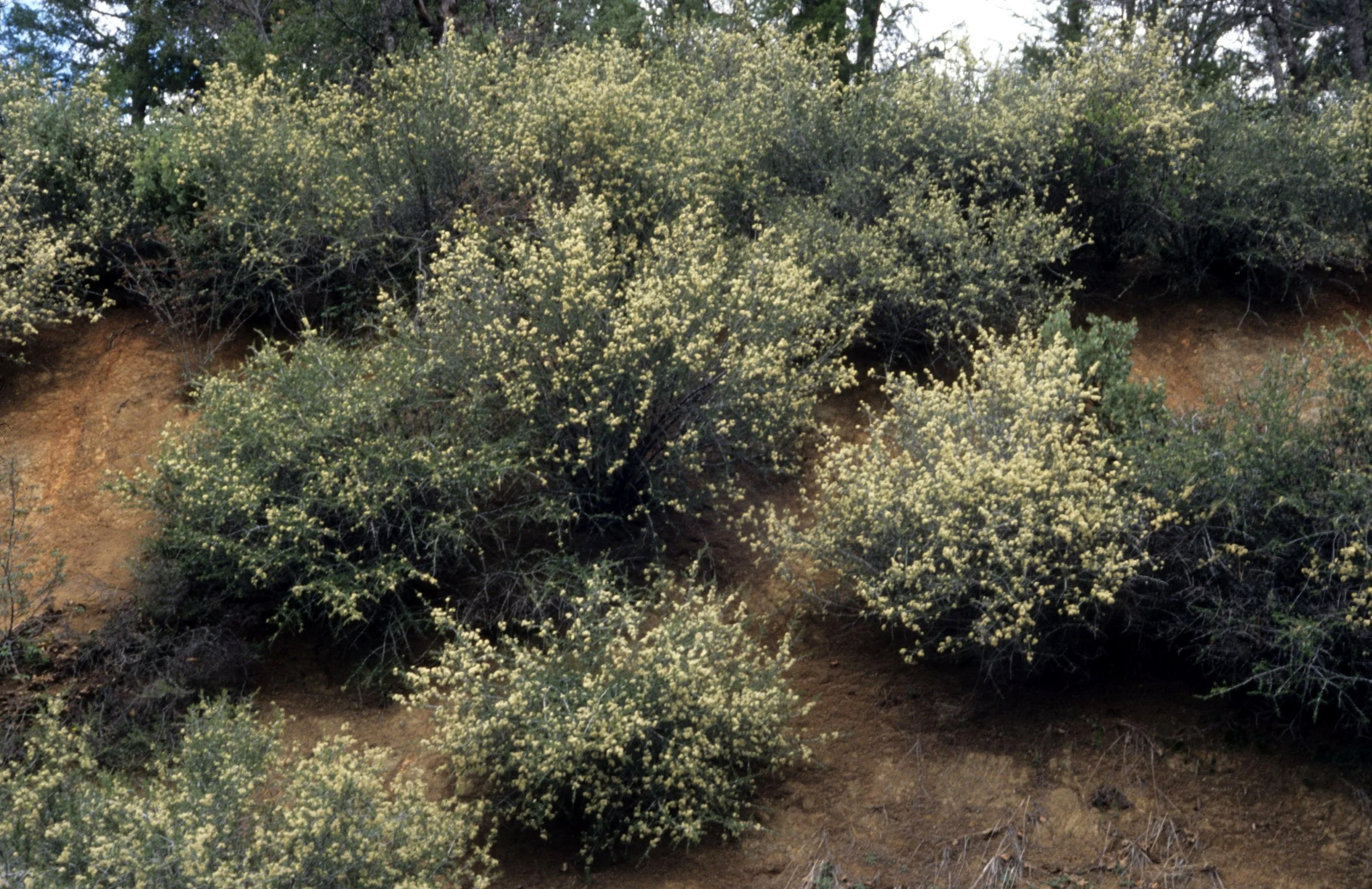 CALIFORNIA - SIERRA - CEONOTHUS CUNEATUS.jpg