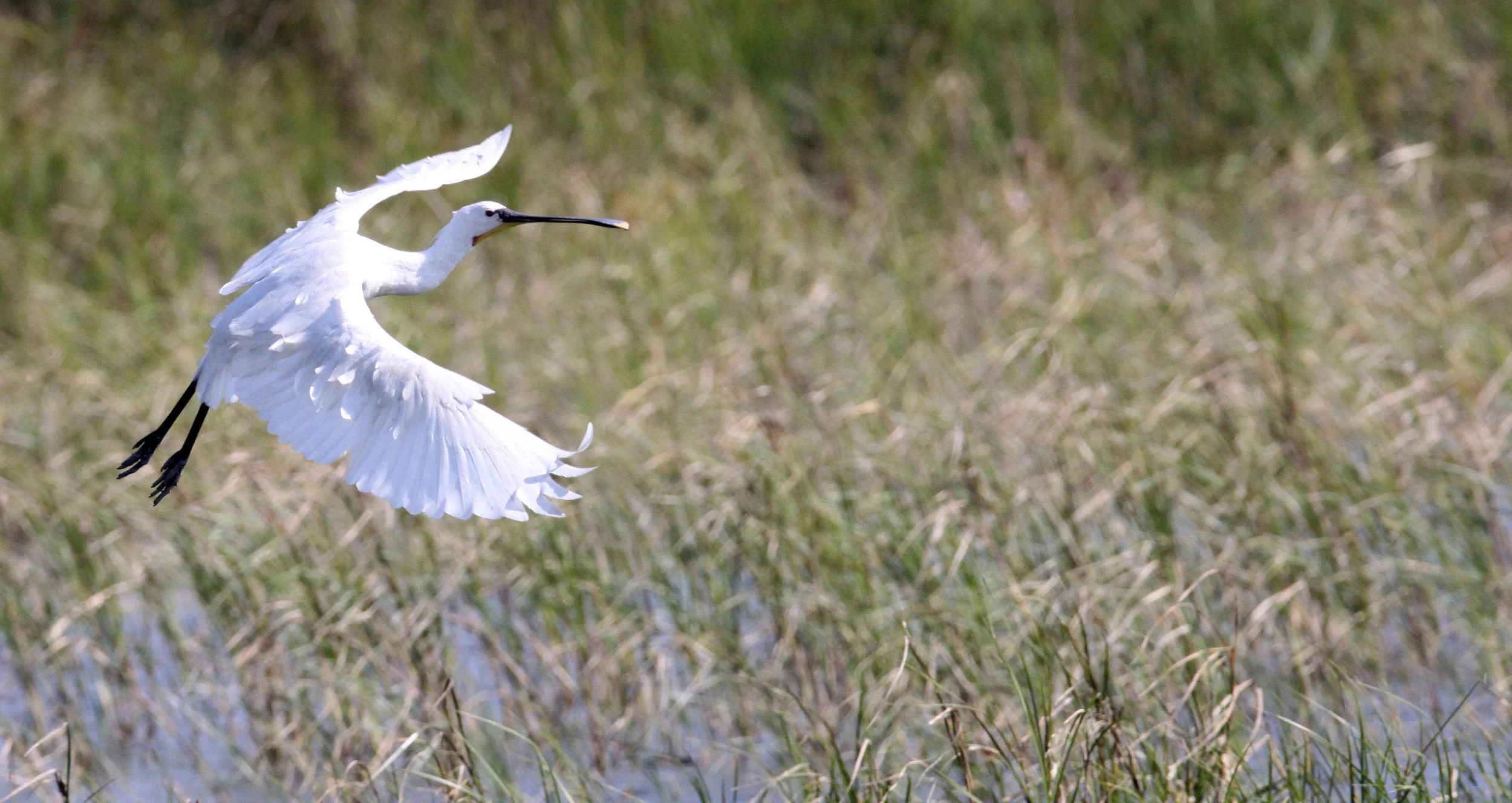 SPOONBILL - EURASIAN SPOONBILL - Platalea leucorodia - LITTLE RANN OF KUTCH GUJARAT INDIA (25).JPG