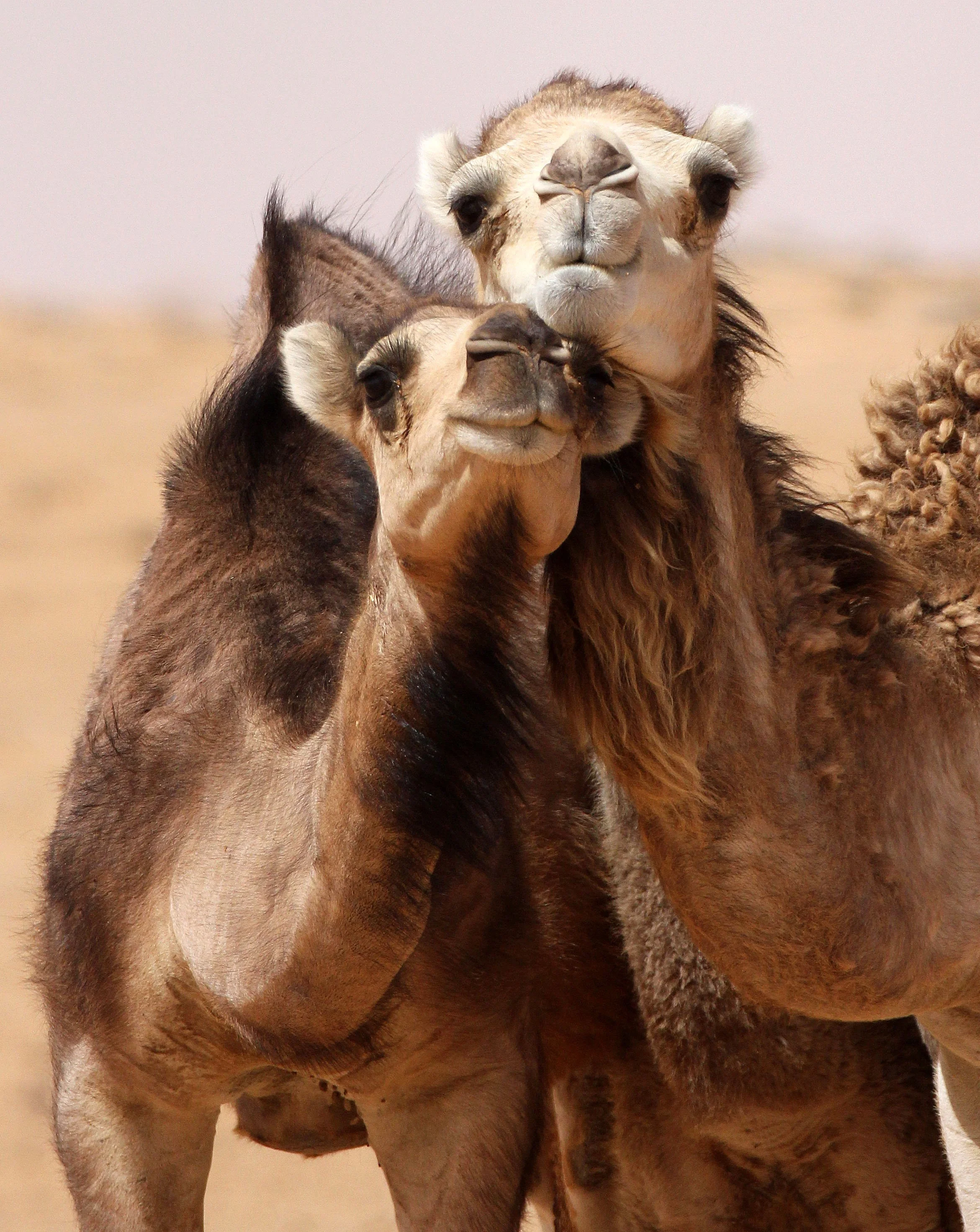 Camelus dromedarius - DROMEDARY - JEBIL NATIONAL PARK TUNISIA (35).JPG