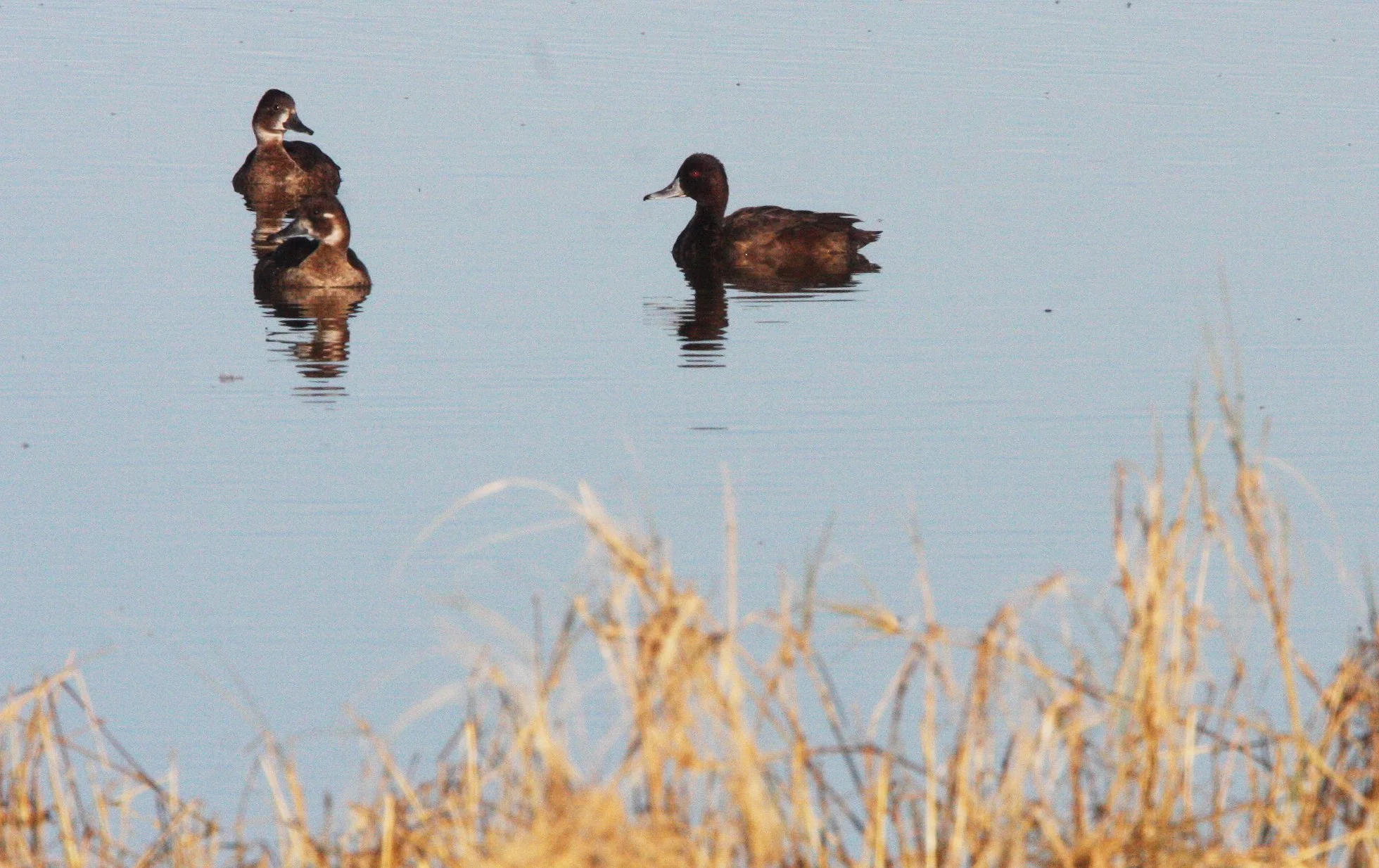 POCHARD - SOUTHERN POCHARD - Netta erythrophthalma - ETOSHA NATIONAL PARK NAMIBIA (8).JPG