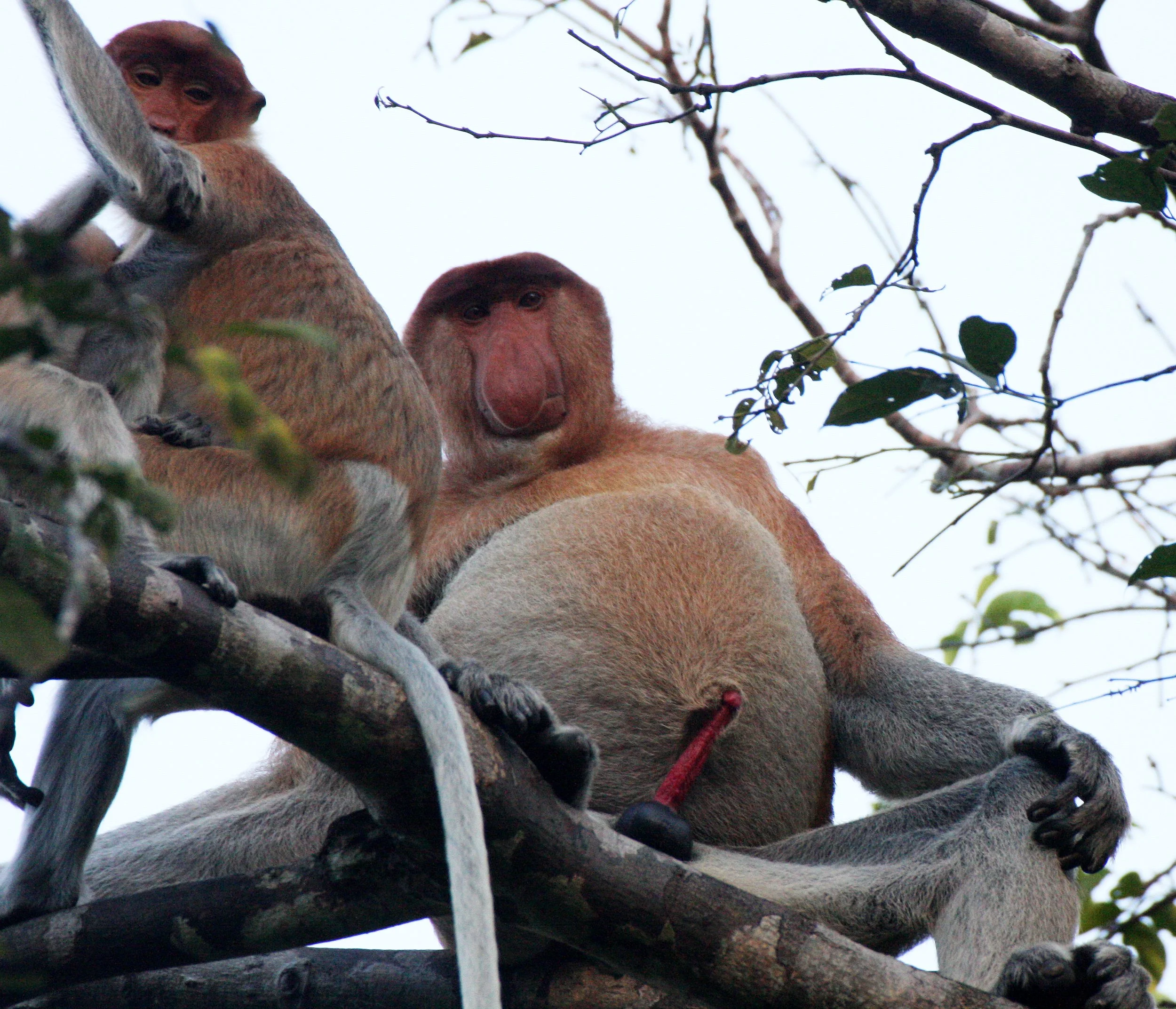 CERCOPITHECIDAE - Nasalis larvatus -PROBOSCIS MONKEY TROOP - KINABATANGAN RIVER BORNEO  (45).JPG