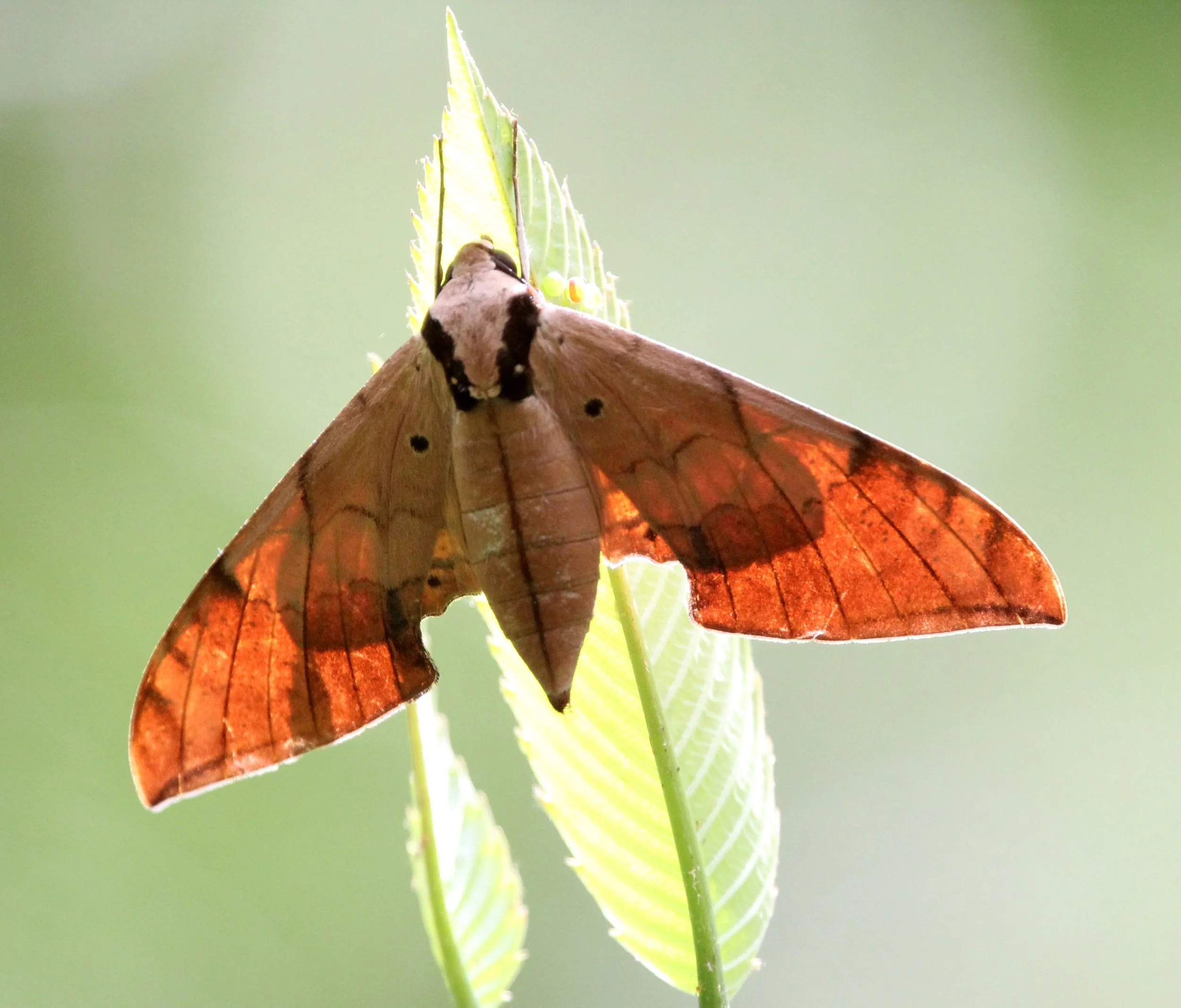 Sphingidae - Ambulyx pryeri - Singharaja NP, India (2).JPG