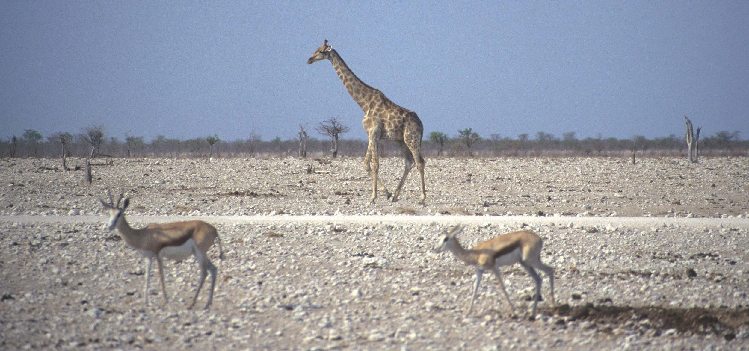 BOVID - SPRINGBOK - ETOSHA (3).jpg