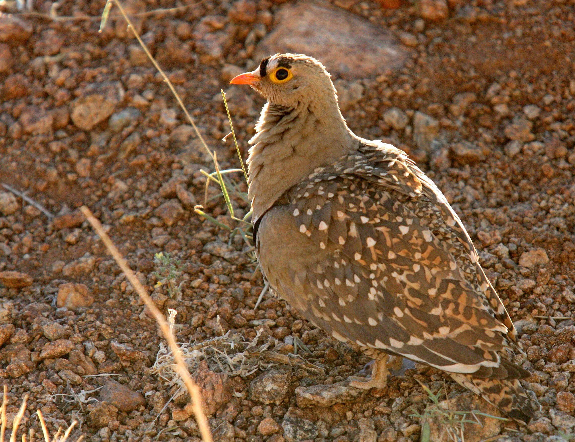 Double-banded Sandgrouse (Pterocles bicinctus) Augrabies Falls NP South Africa (1).JPG