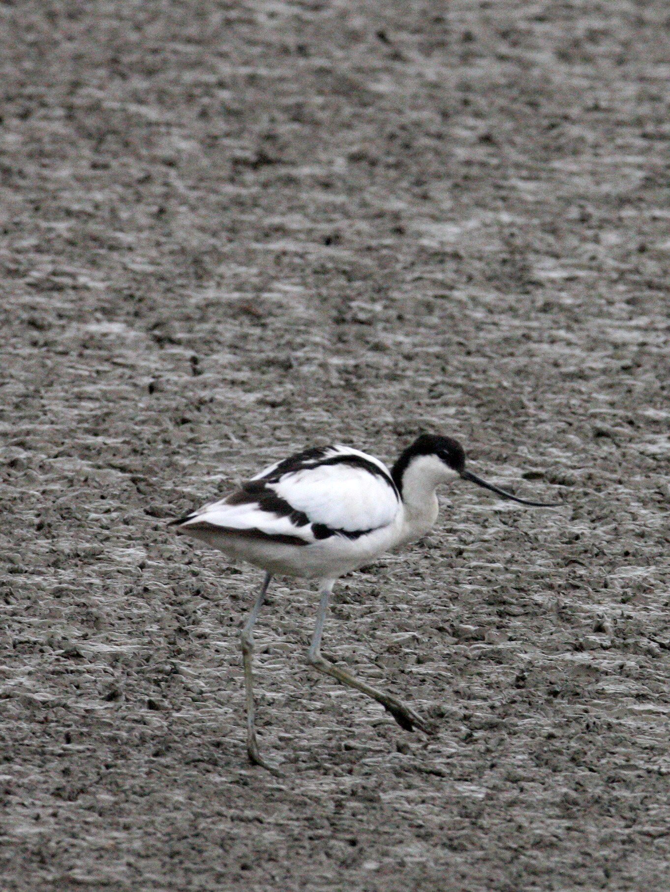 BIRD - AVOCET - PIED AVOCET - MAI PO WETLANDS HONG KONG (84).JPG