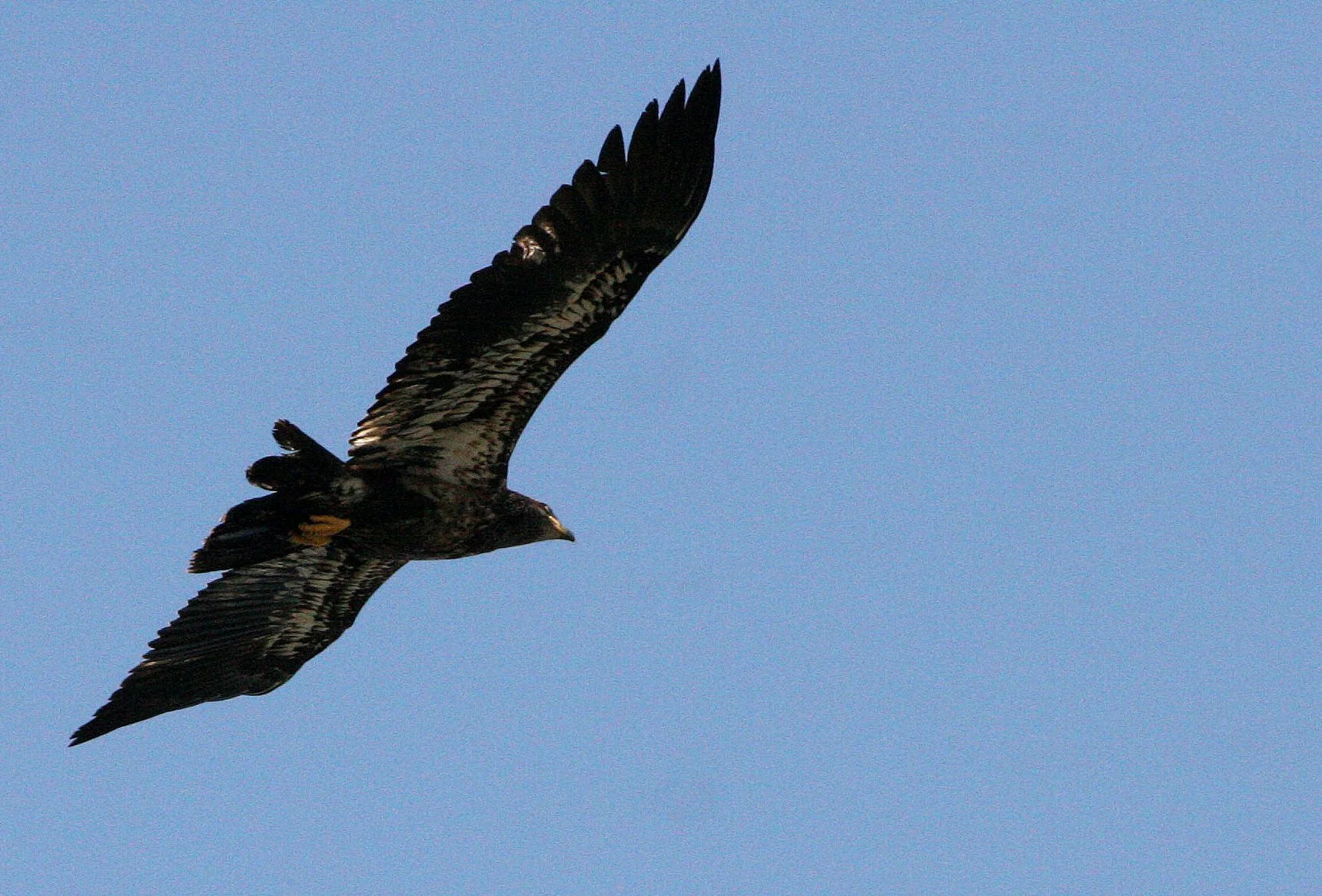 Haliaeetus leucocephalus - AMERICAN BALD EAGLE - ELWHA RIVER MOUTH WASHINGTON (50).JPG