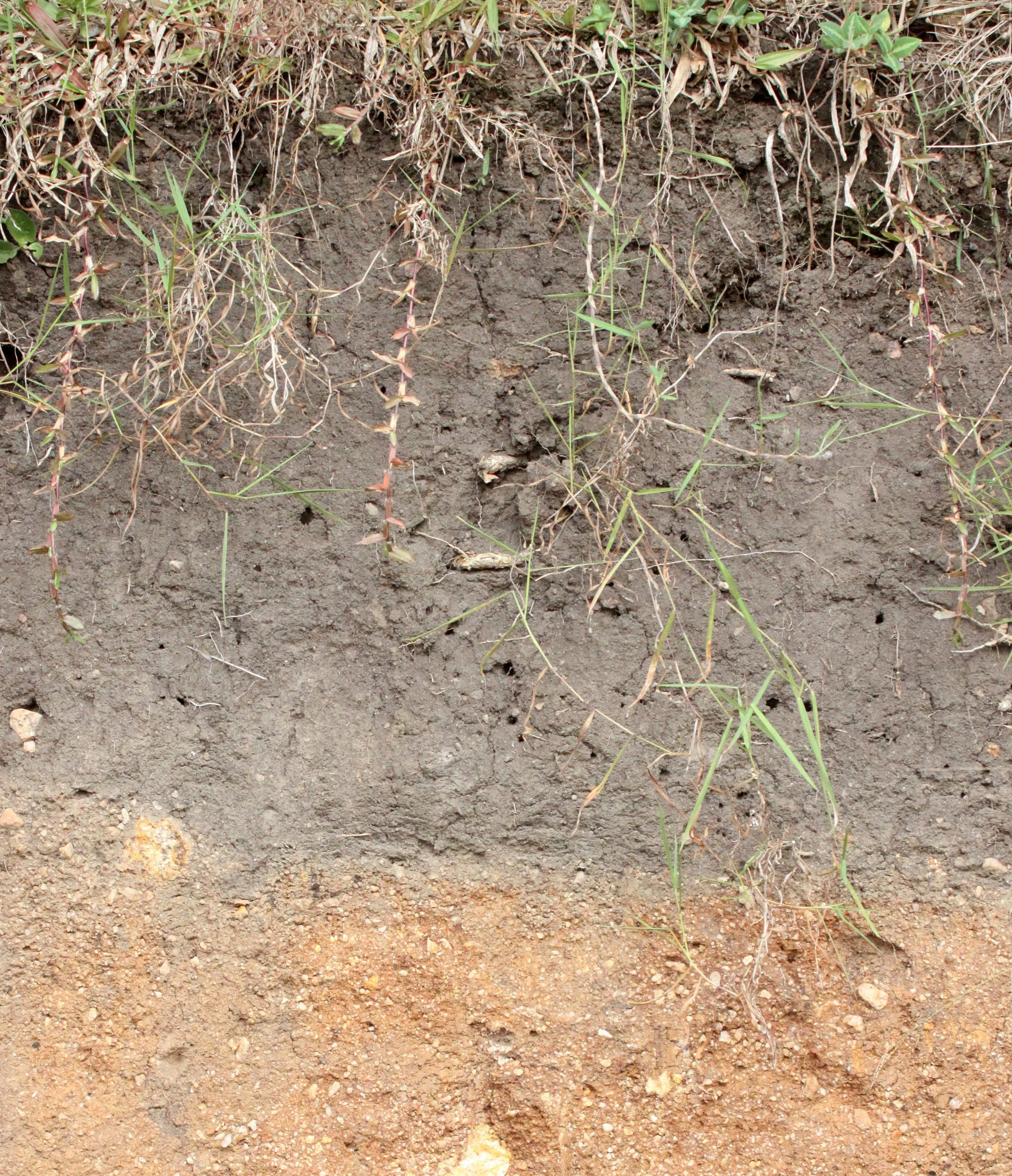 KIBALE NATIONAL PARK UGANDA BIGODI SWAMP (13).JPG