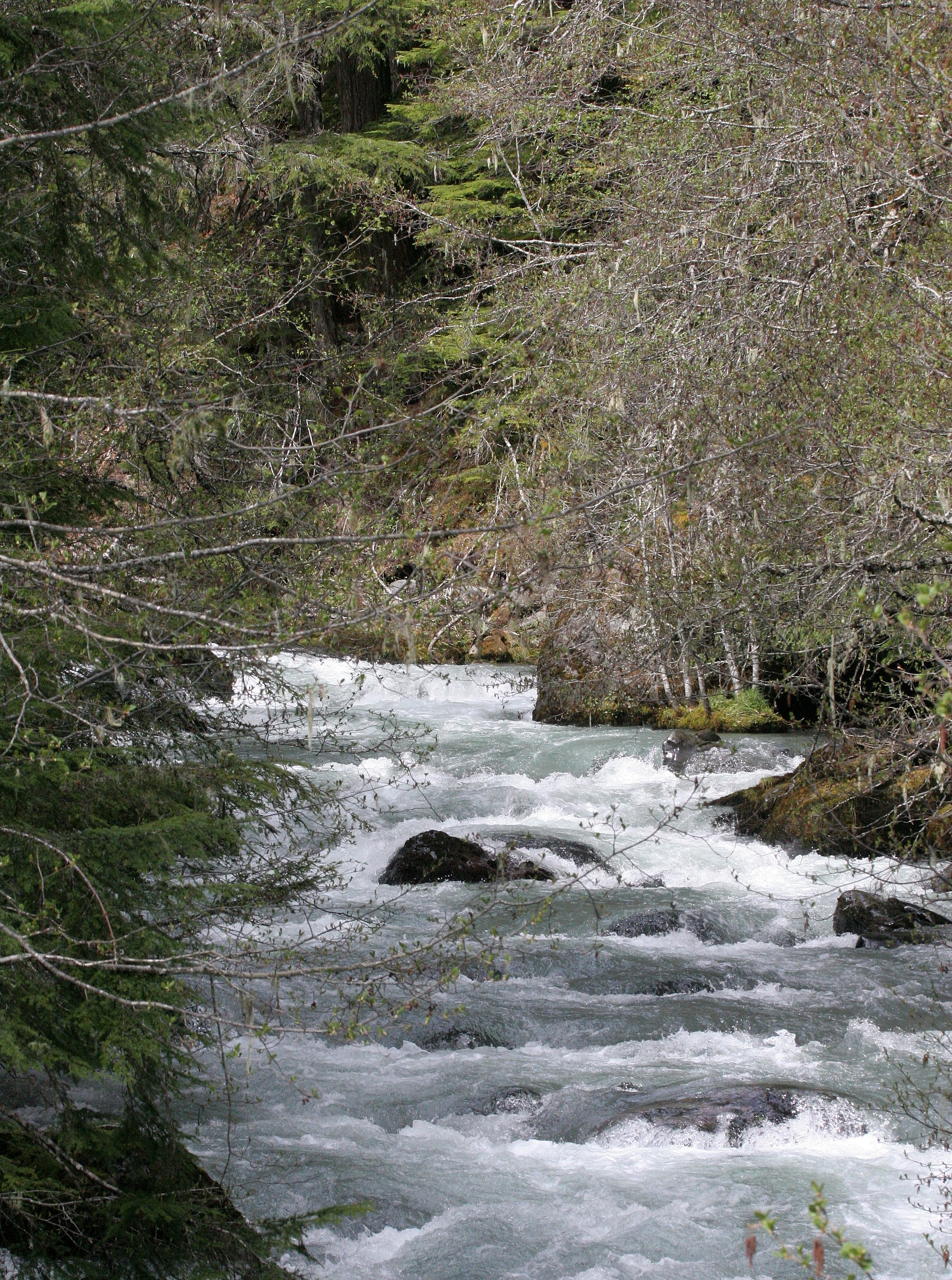 DUNGENESS RIVER WATERSHED - DUNGENESS TRAIL AND VIEWPOINTS (10).JPG