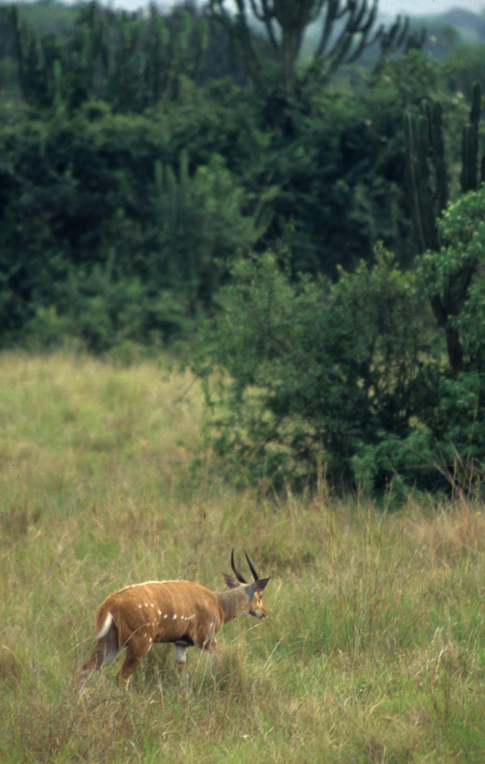 BOVID - BUSHBUCK - UGANDA (2).jpg