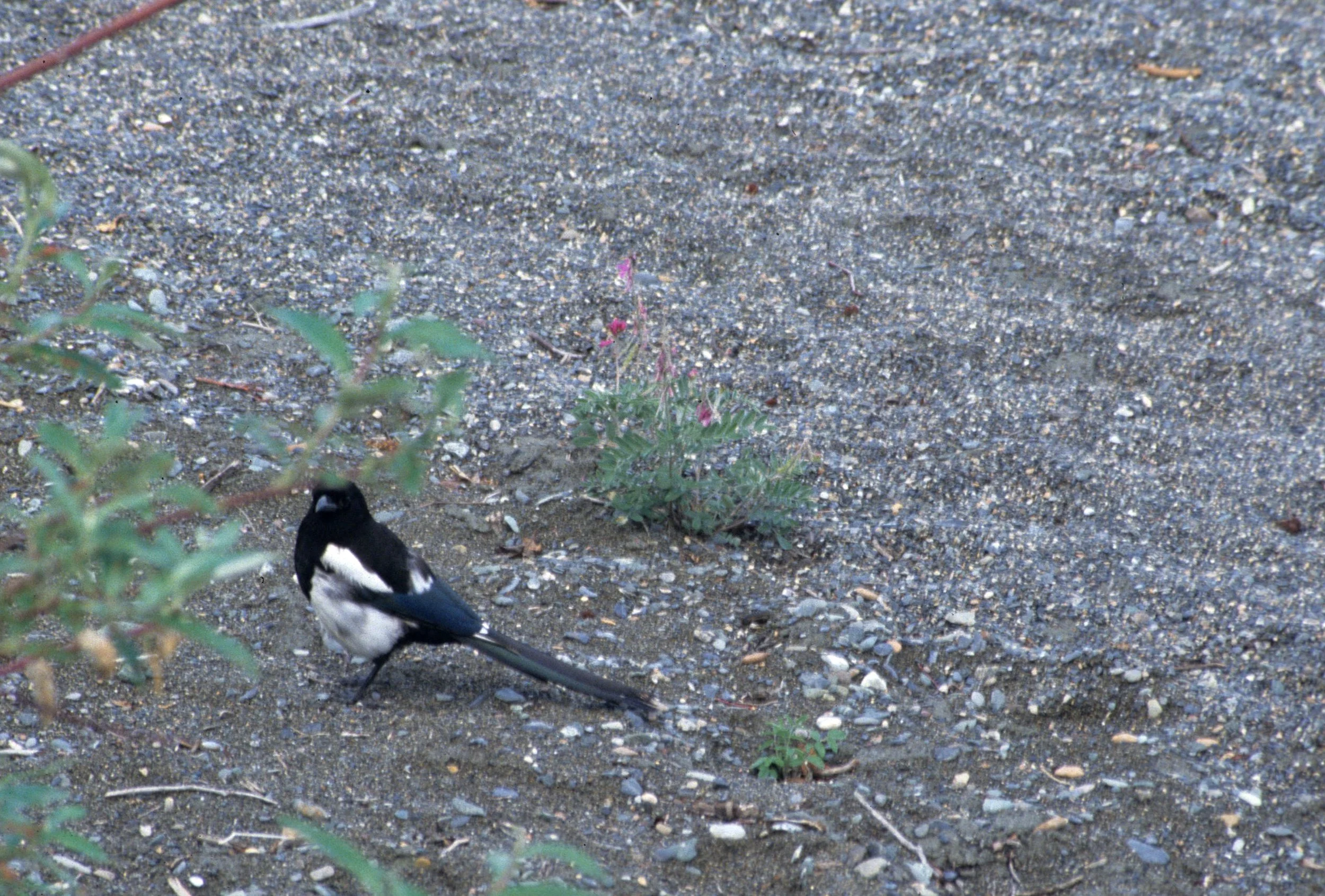 Black-billed Magpie (Pica hudsonia) Alaska