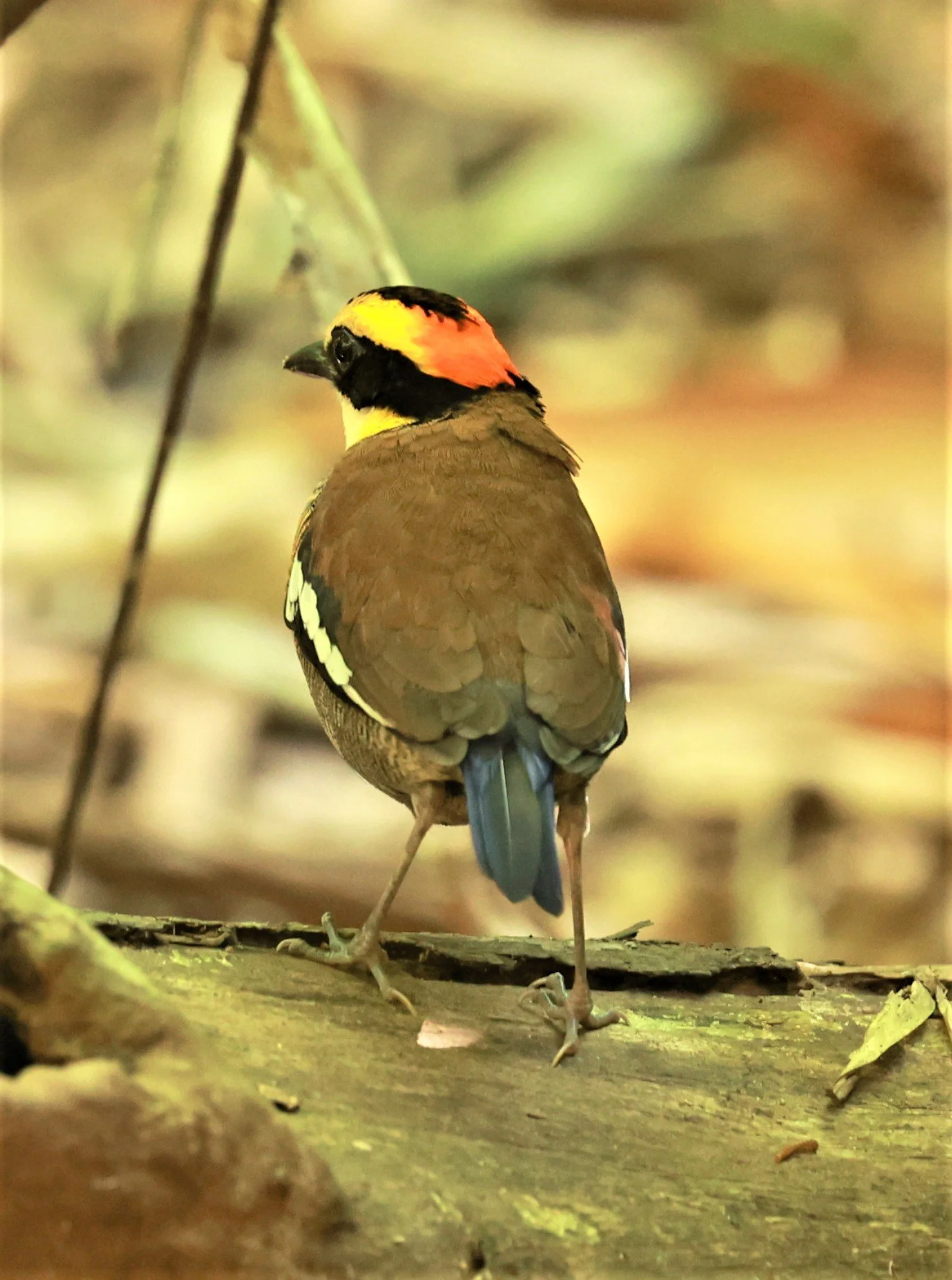 PITTA - Malayan banded pitta - Hydrornis irena - Si Phang Nga National Park, Thailand Feb 18-19, 2023 (115).jpg
