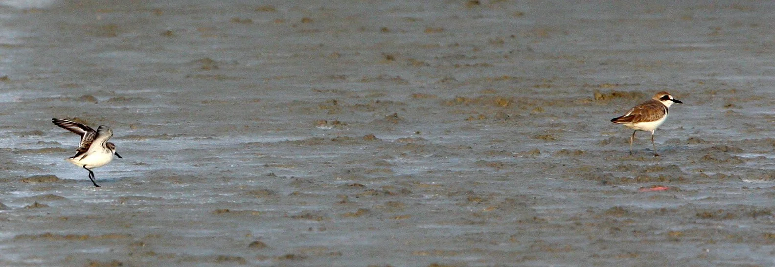 BIRD - SANDPIPER - SPOON-BILLED SANDPIPER - PETCHABURI PROVINCE, PAK THALE (6).JPG