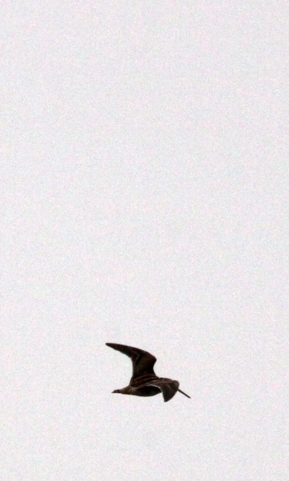 CHONGMING ISLAND DONGTAN WETLANDS RESERVE FIELD TRIP 2011 (43).JPG