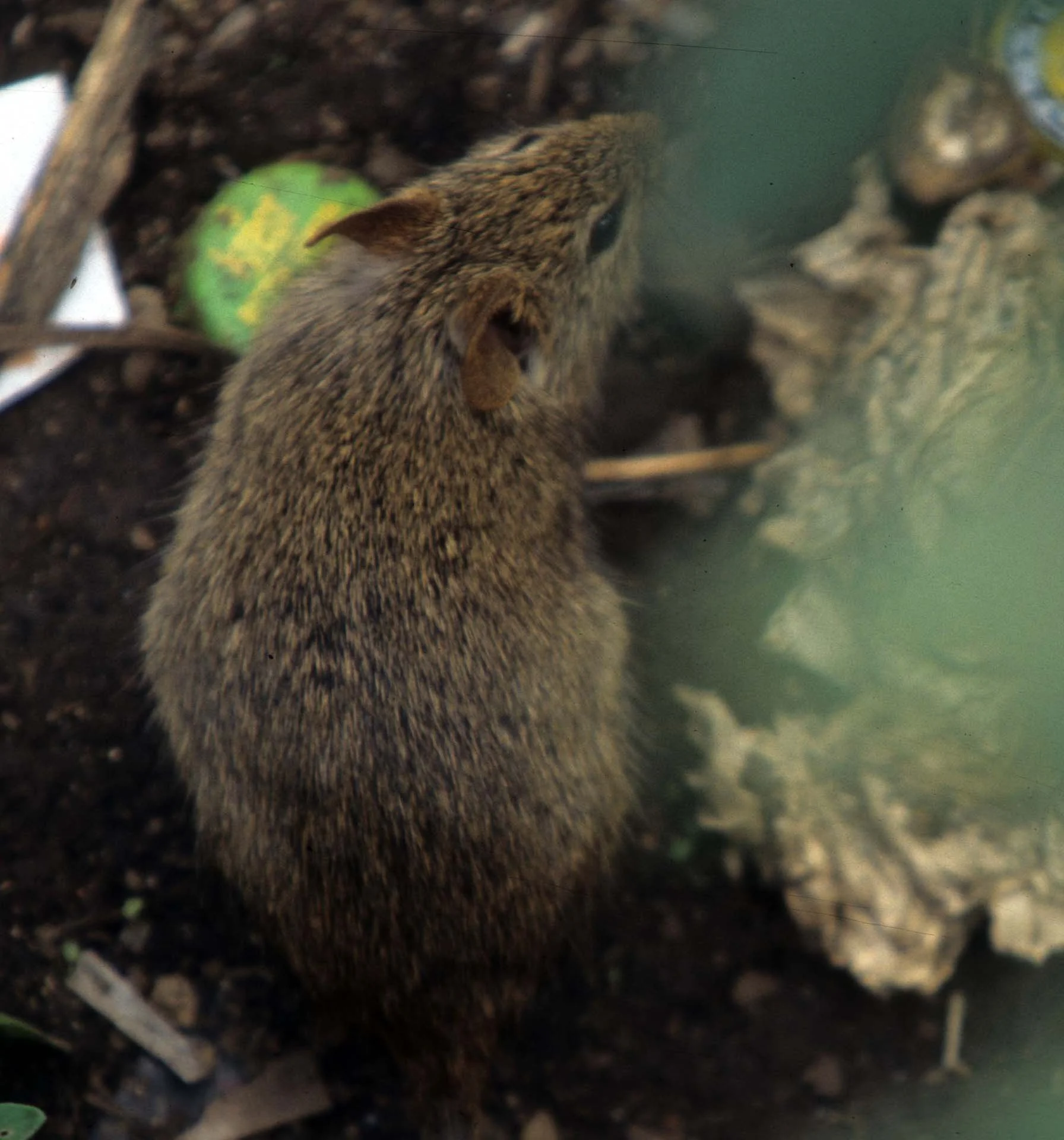 RODENTIA - RAT - UGANDA (2).jpg