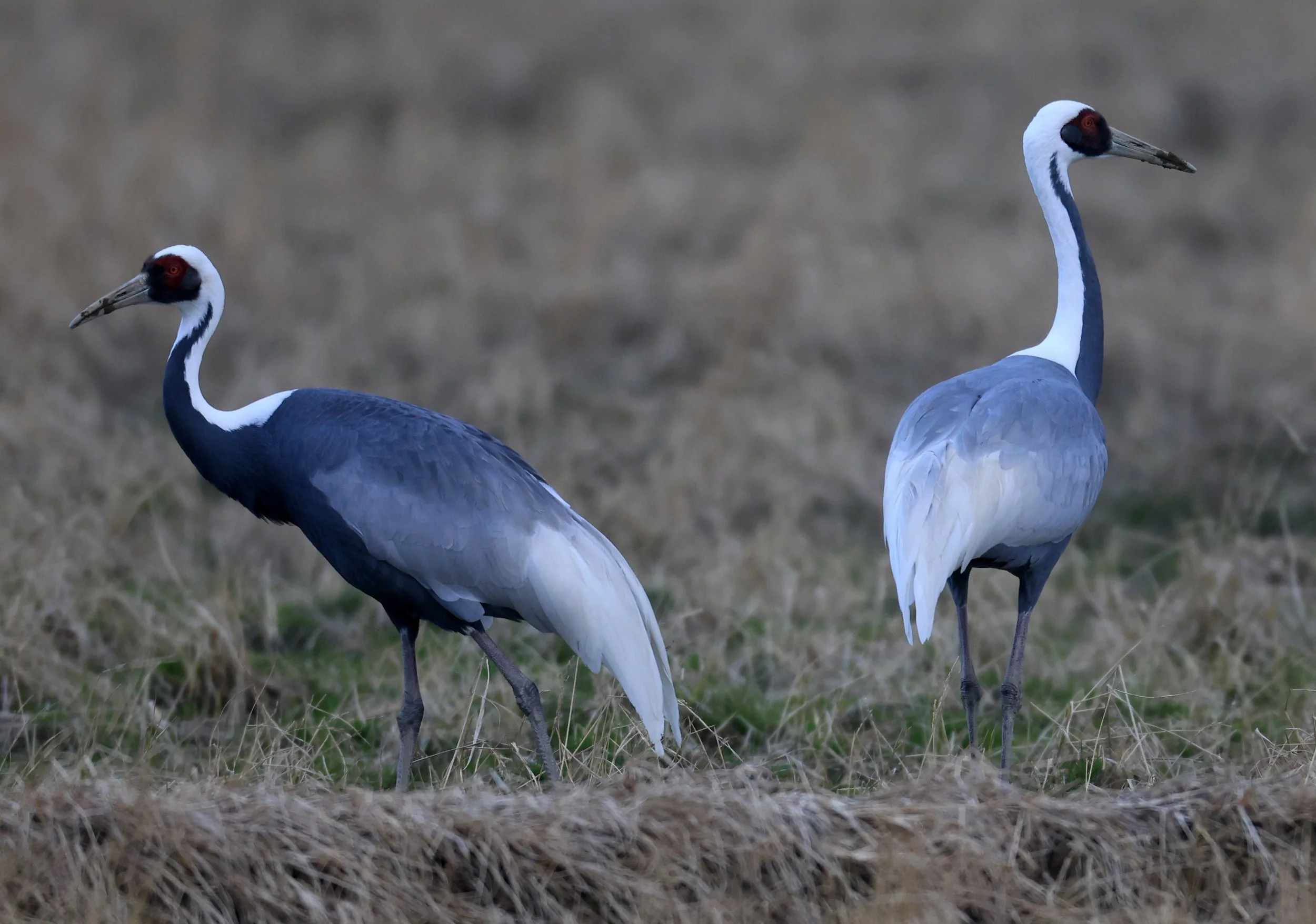 White-naped Crane (Antigone vipio) Izumi Crane Park & Center, Izumi Kagoshima Kyushu Japan (79).jpg