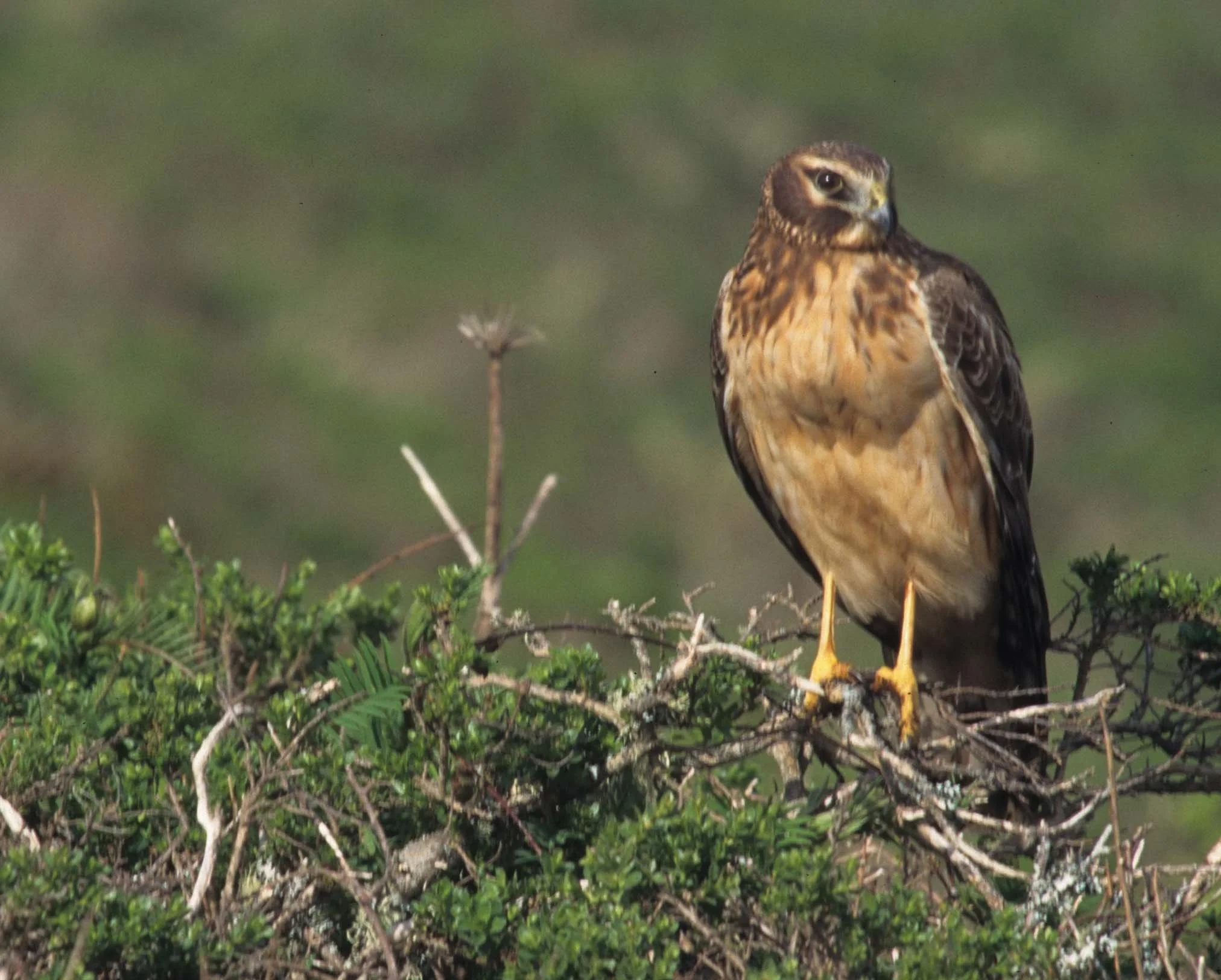 Buteo jamaicensis - RED-TAILED HAWK - ON BACCHARIS IN POINT REYES (1).jpg