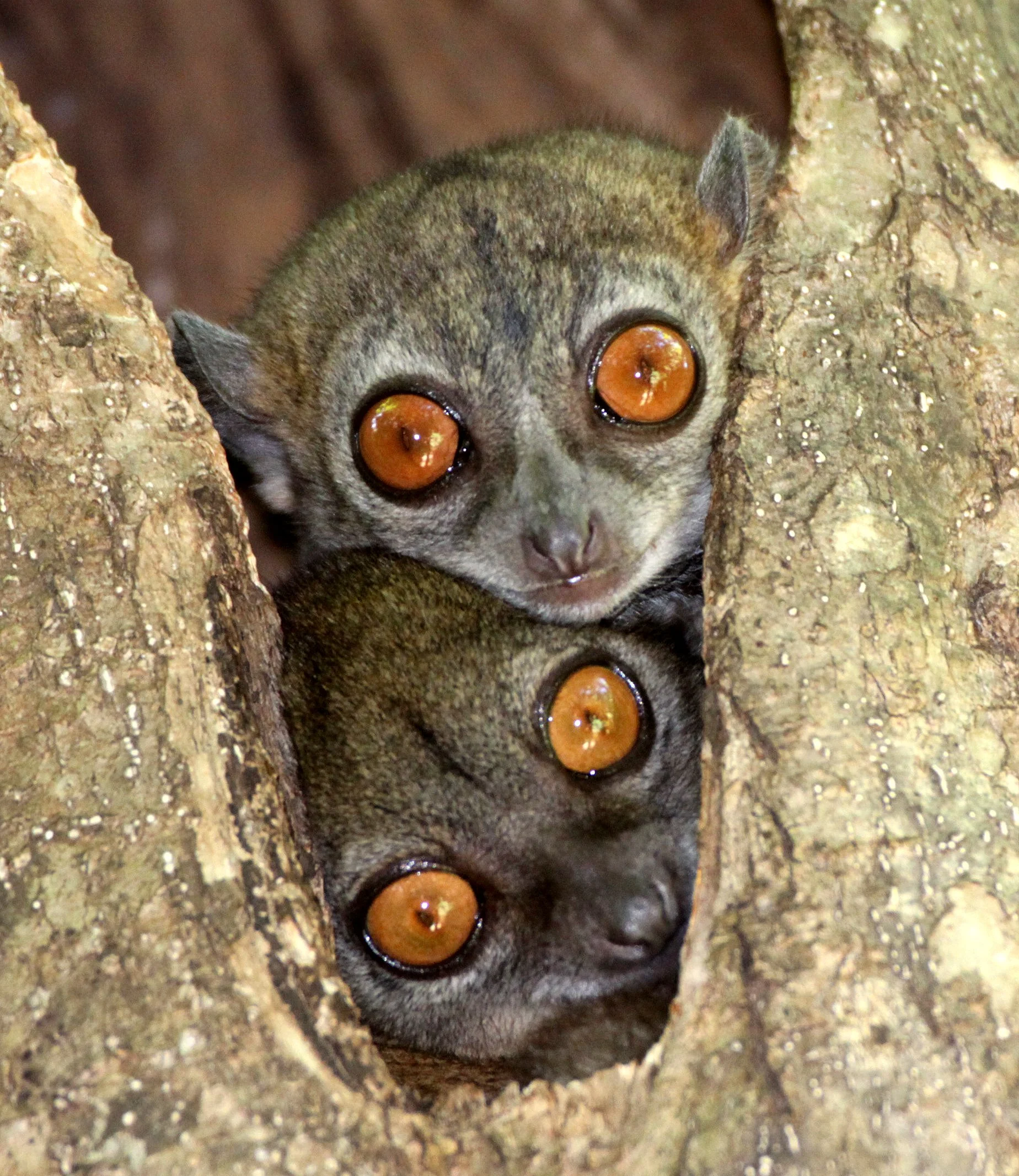 LEPILEMURIDAE - Lepilemur ankaranensis - ANKARANA NATIONAL PARK MADAGASCAR (126).JPG