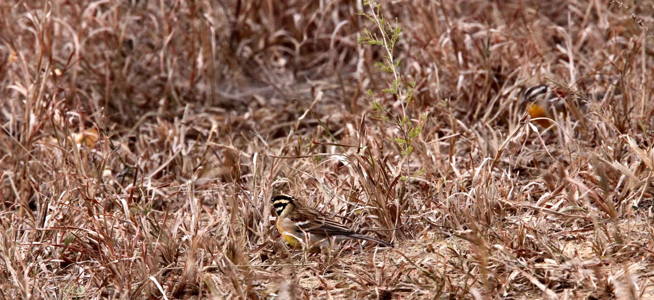 Golden-breasted Bunting (Emberiza flaviventris) Imfolozi NP South Africa