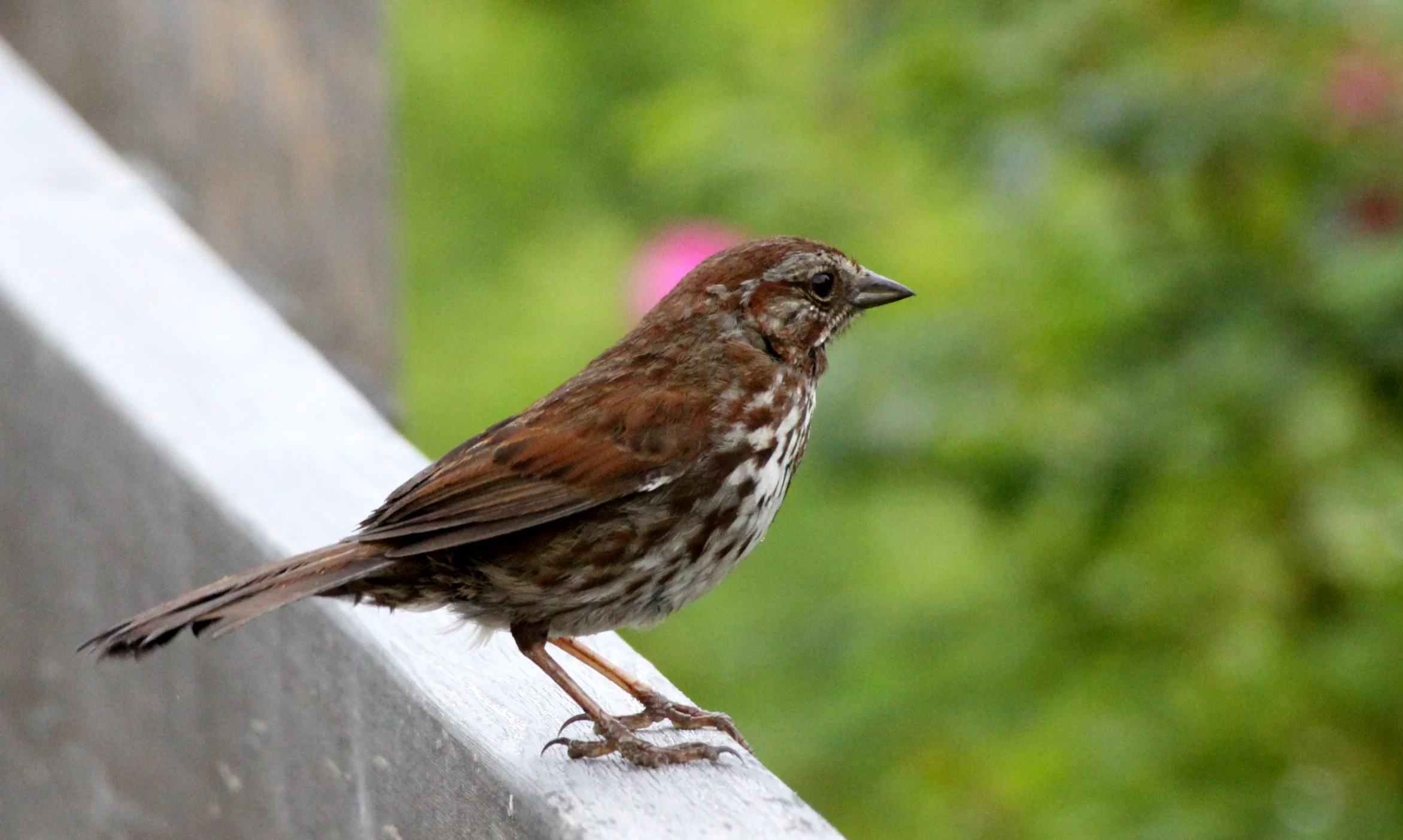 Song Sparrow (Melospiza melodia) Somemos Marsh Vancouver Island BC (2).JPG