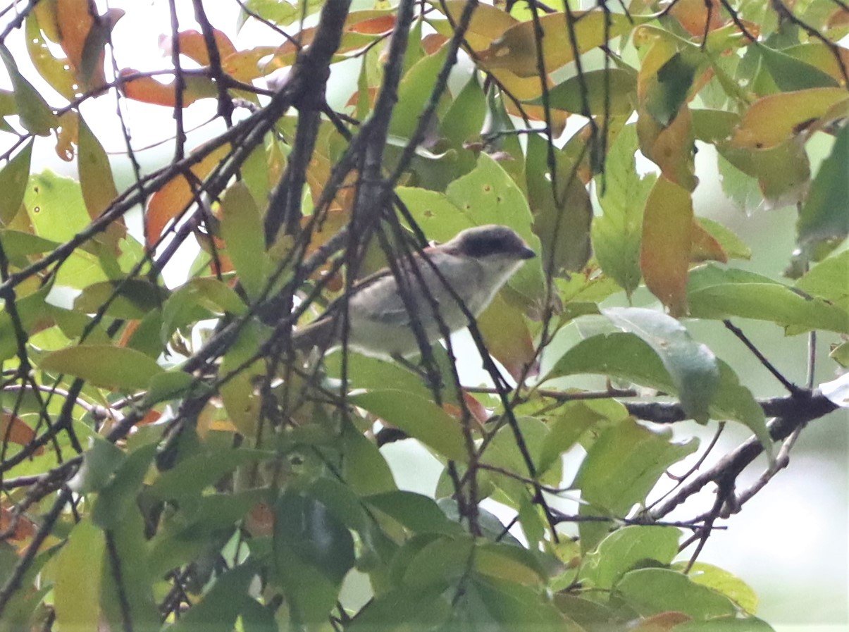 Burmese Shrike (Lanius collurioides) Doi Lang Chiang Mai (3).jpg