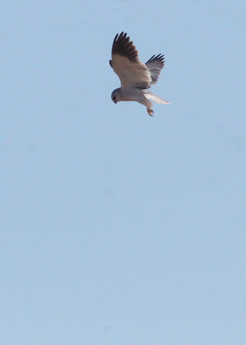 Elanus caeruleus caeruleus - BLACK-SHOULDERED KITE - KRUGER NATIONAL PARK SOUTH AFRICA (4).JPG