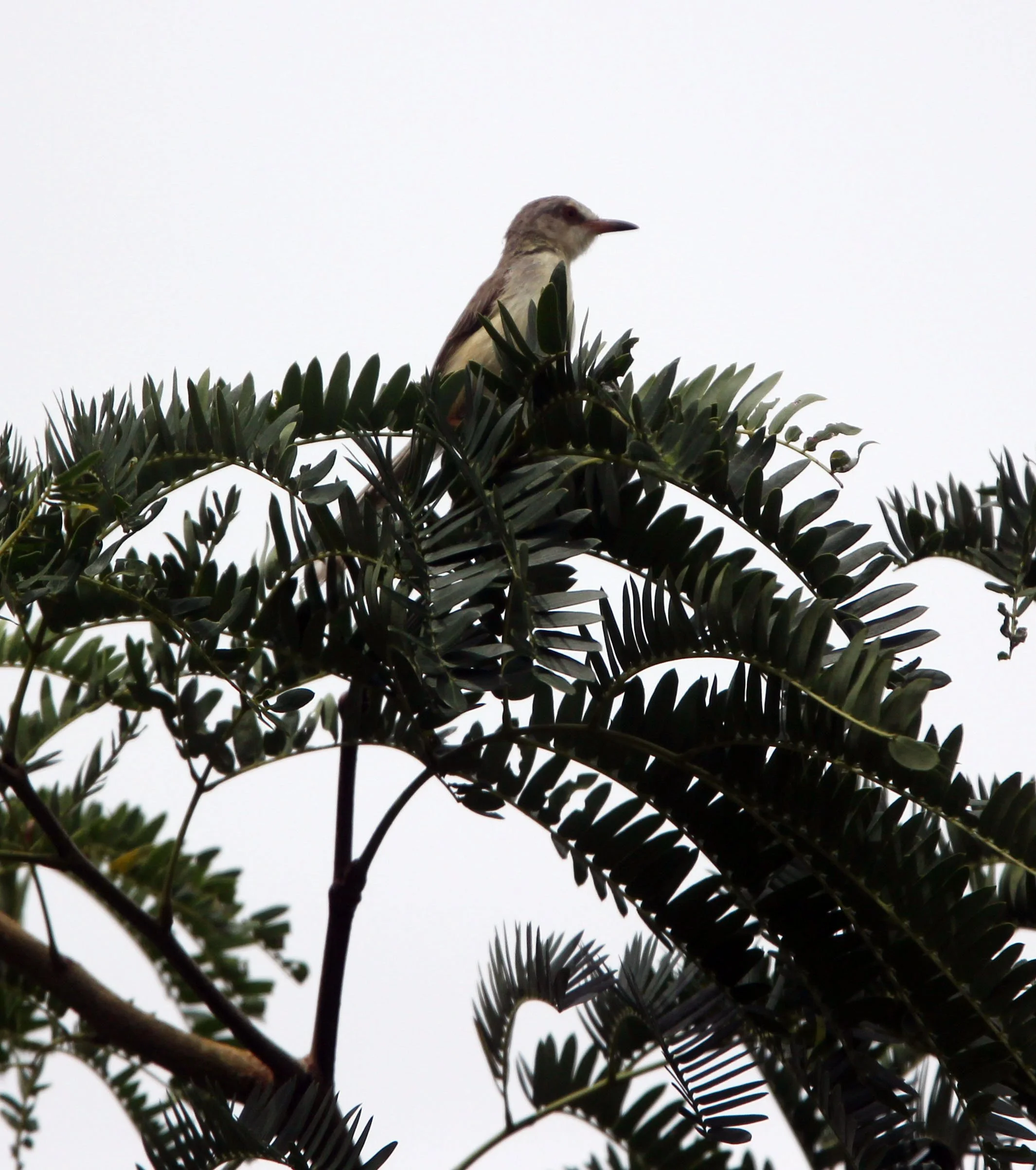 PRINIA - PLAIN PRINIA - Prinia inornata - KAO SAM ROI YOD NATIONAL PARK THAILAND (3).JPG