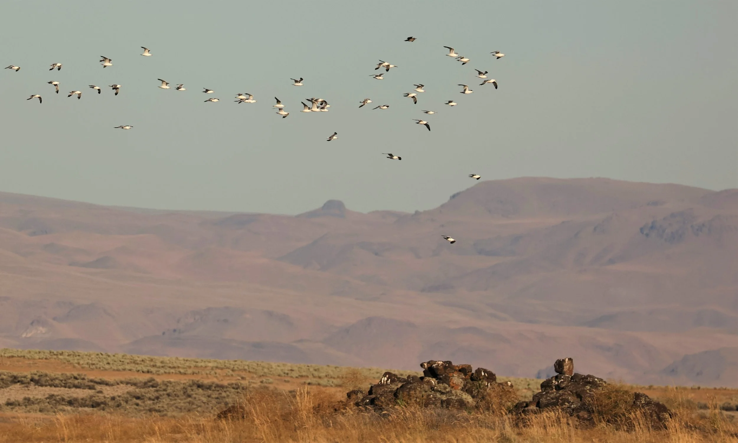 Larus californicus - CALIFORNIA GULL - POSSIBLE RING-BILLED - MORLEY NELSON SNAKE RIVER BIRDS OF PREY NRA (1).jpg