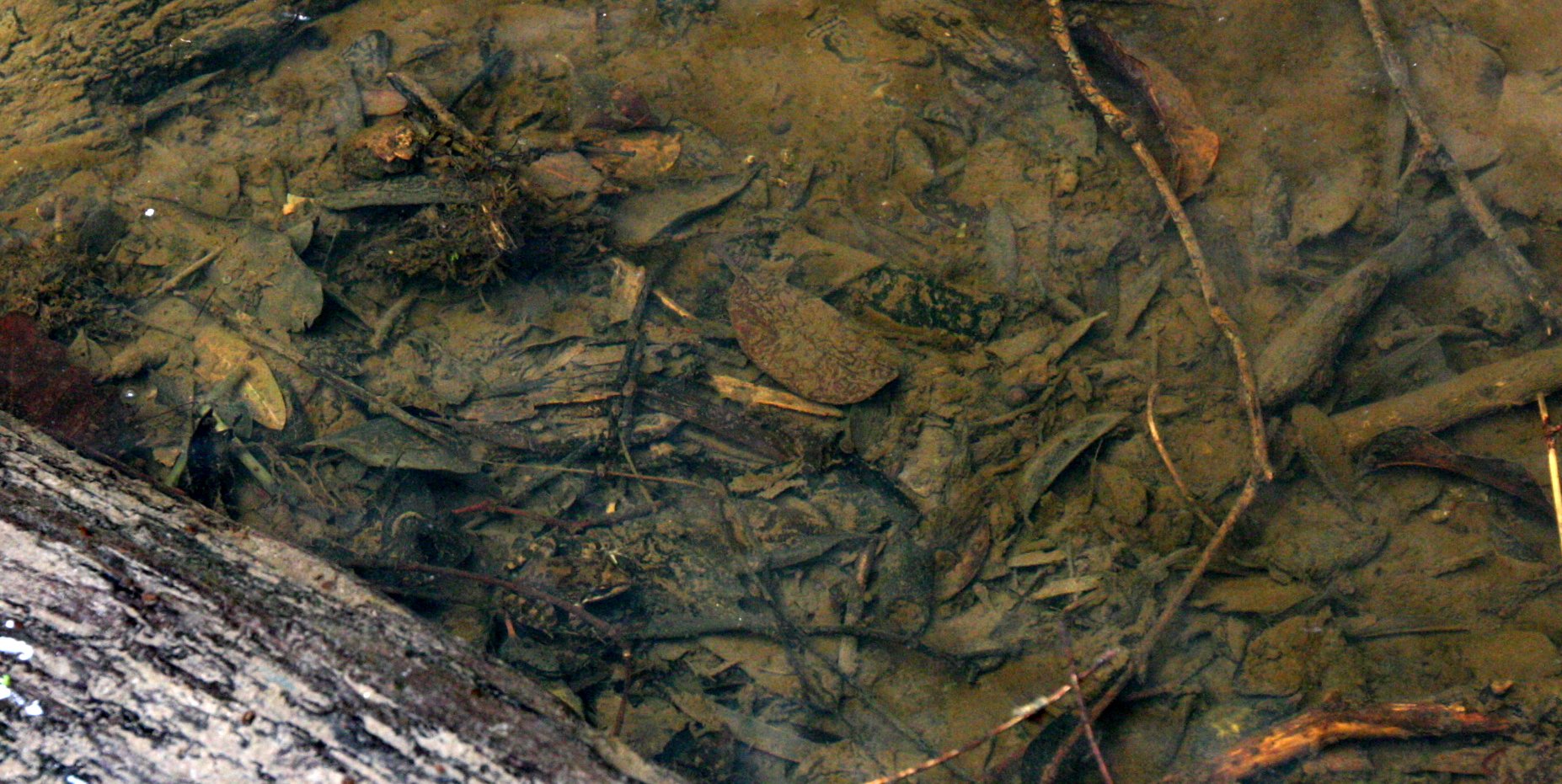 Frog Species 1 - Tsitsikama South Africa