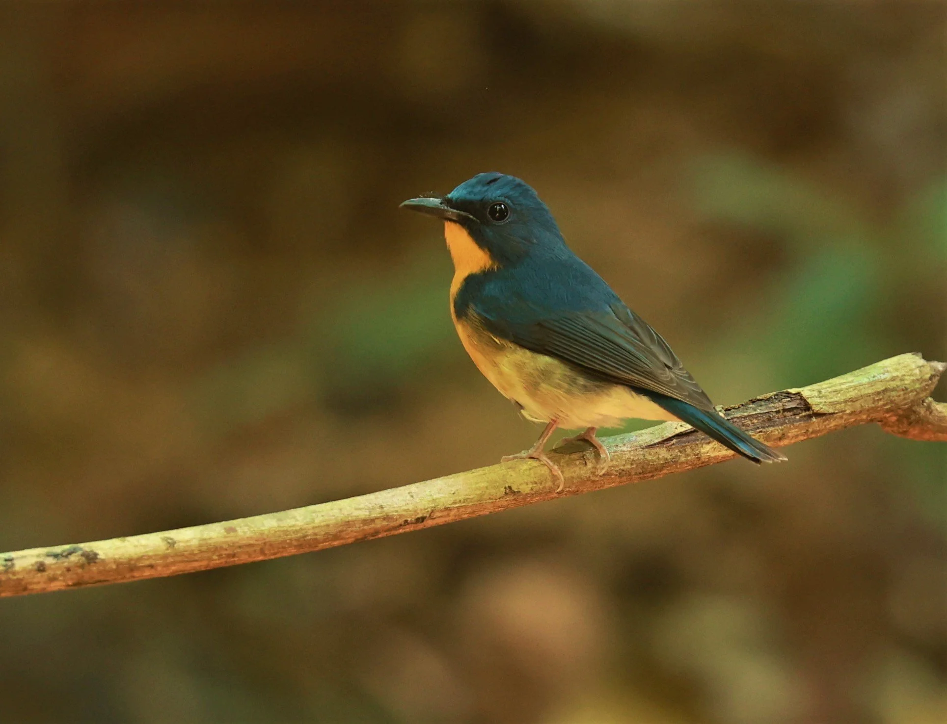 FLYCATCHER - LARGE BLUE FLYCATCHER - Cyornis magnirostris - Si Phang Nga National Park, Thailand Feb 18-19, 2023 (93).jpg