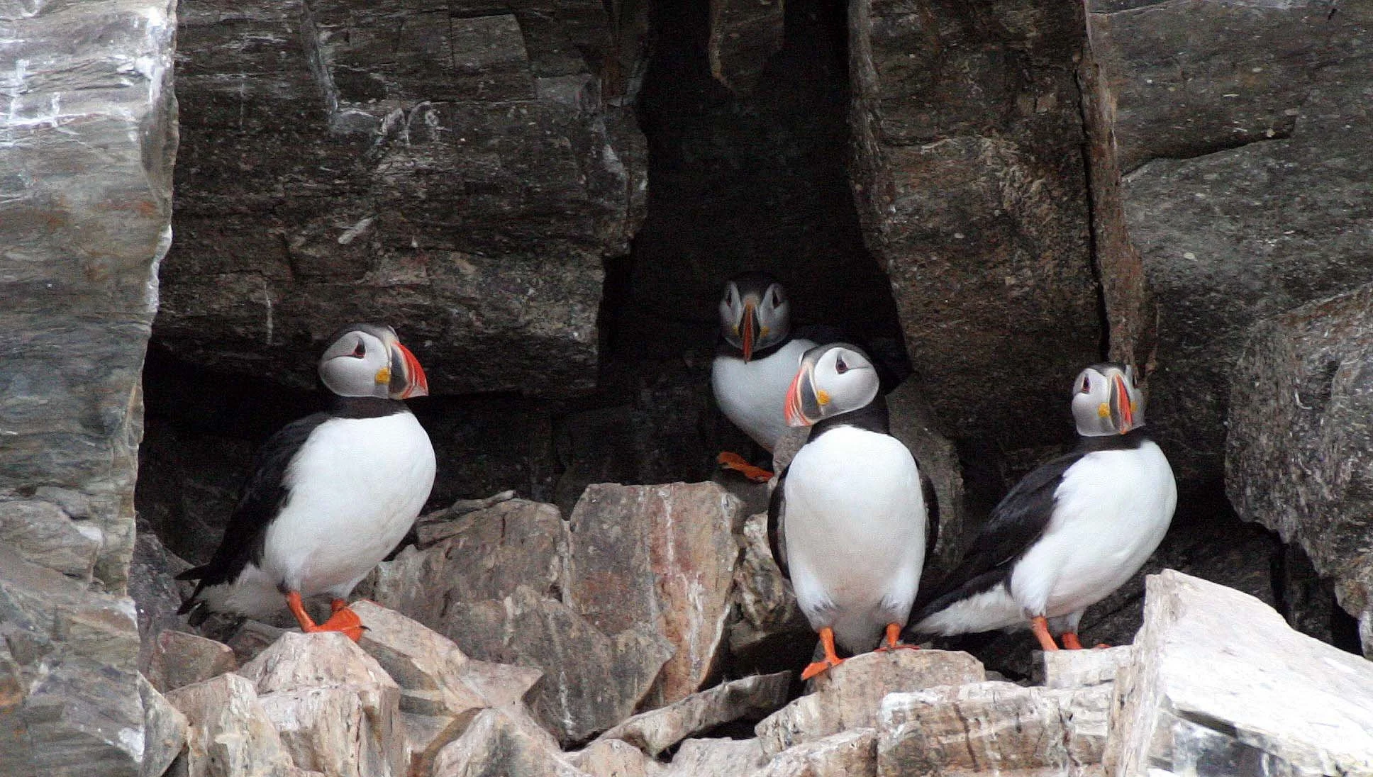 Fratercula arctica - ATLANTIC PUFFIN - SVALBARD (61).jpg