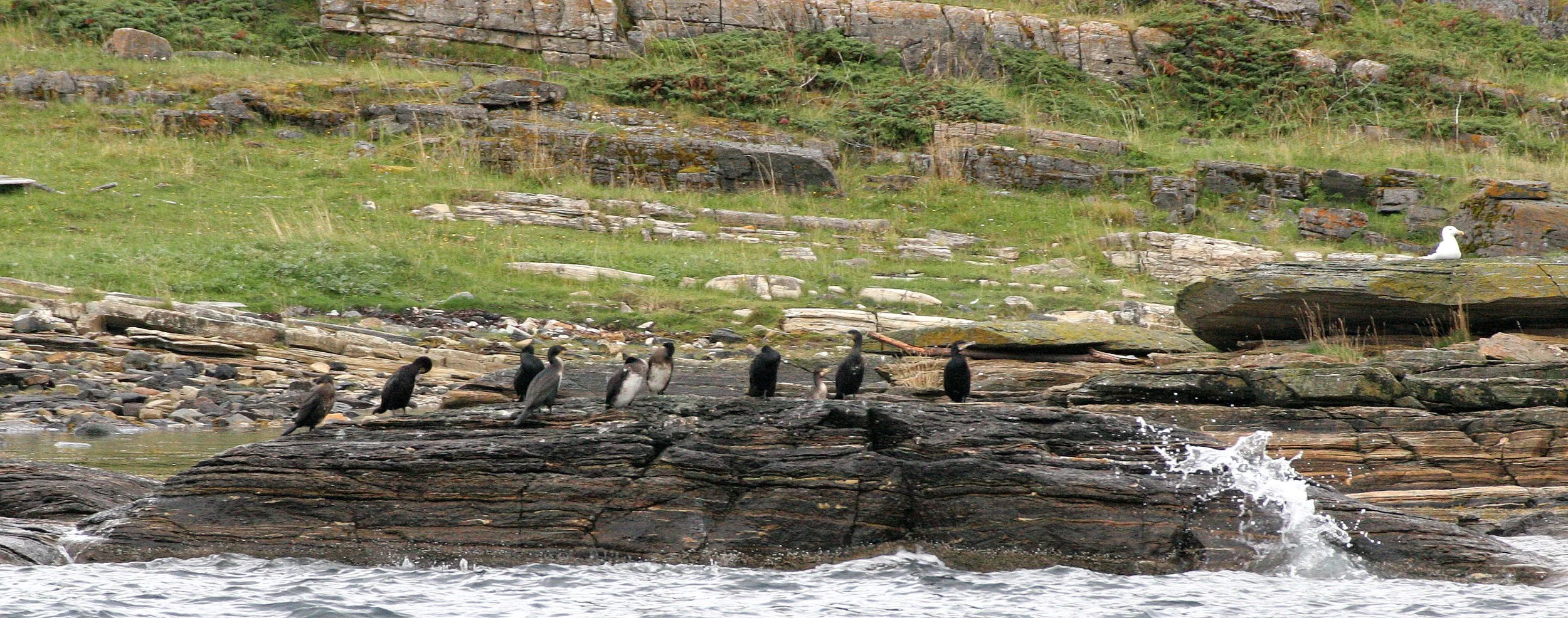 Gulosus aristotelis - European Shag - Tromso Norway (5).jpg