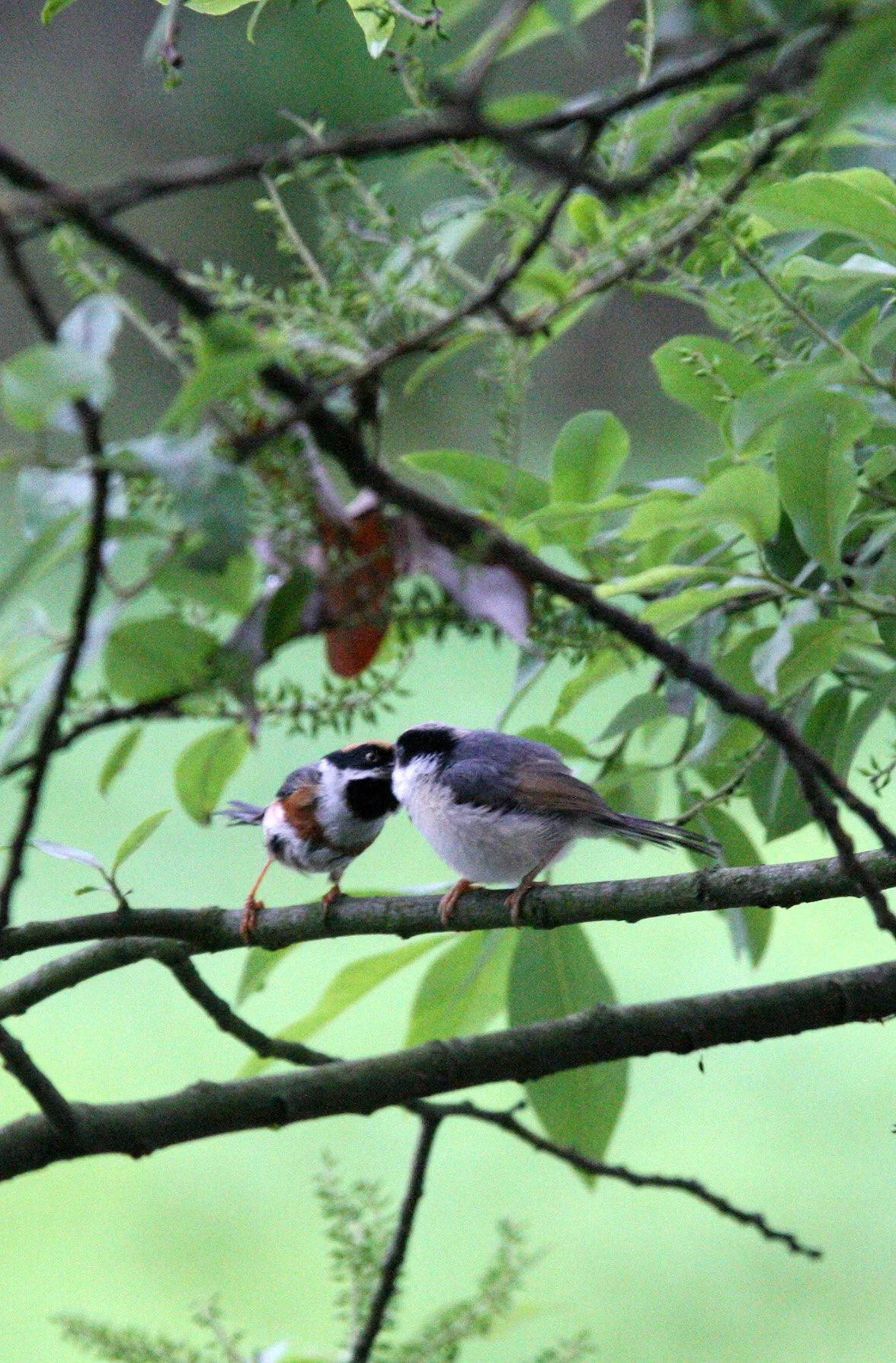 Black-throated Bushtit (Aegithalos concinnus) Hongcun Village, Anhui China (23).JPG